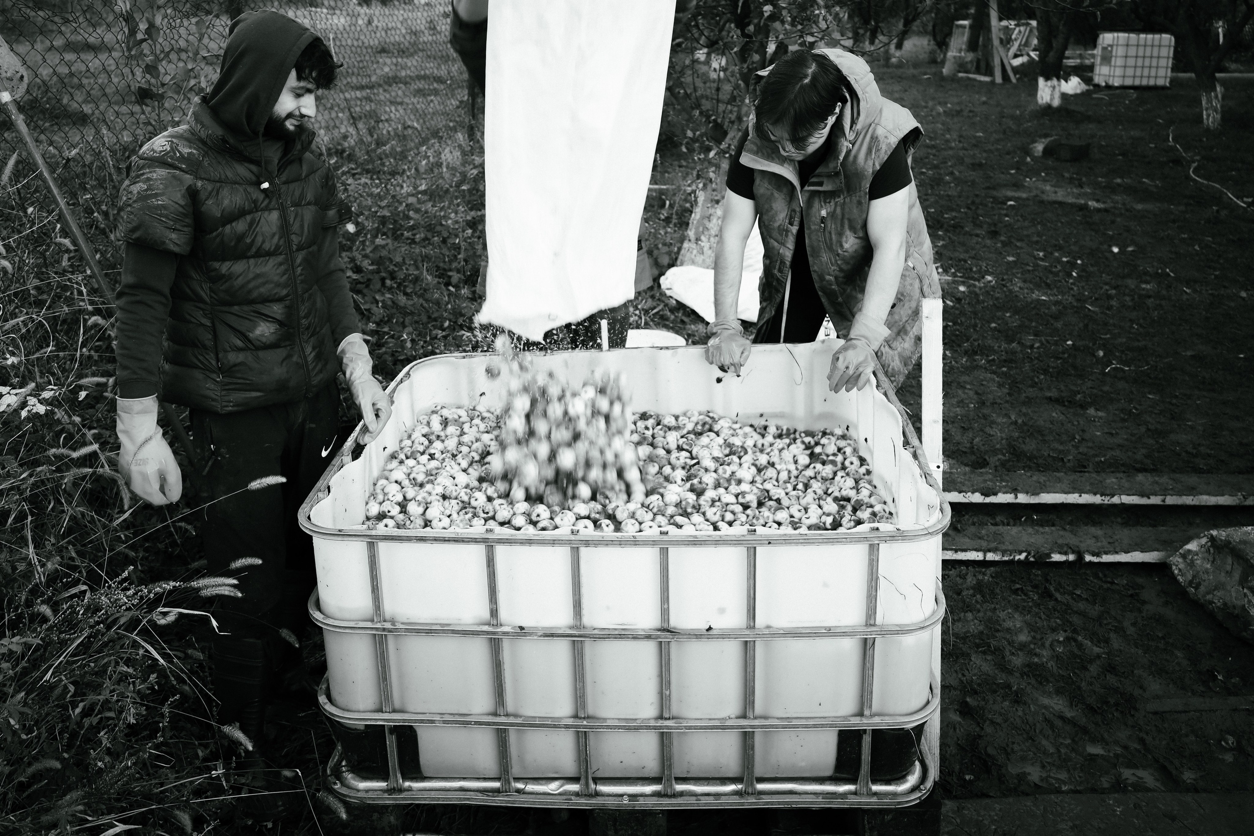 Factory reportage (hand-crafted cider). Asmikiam