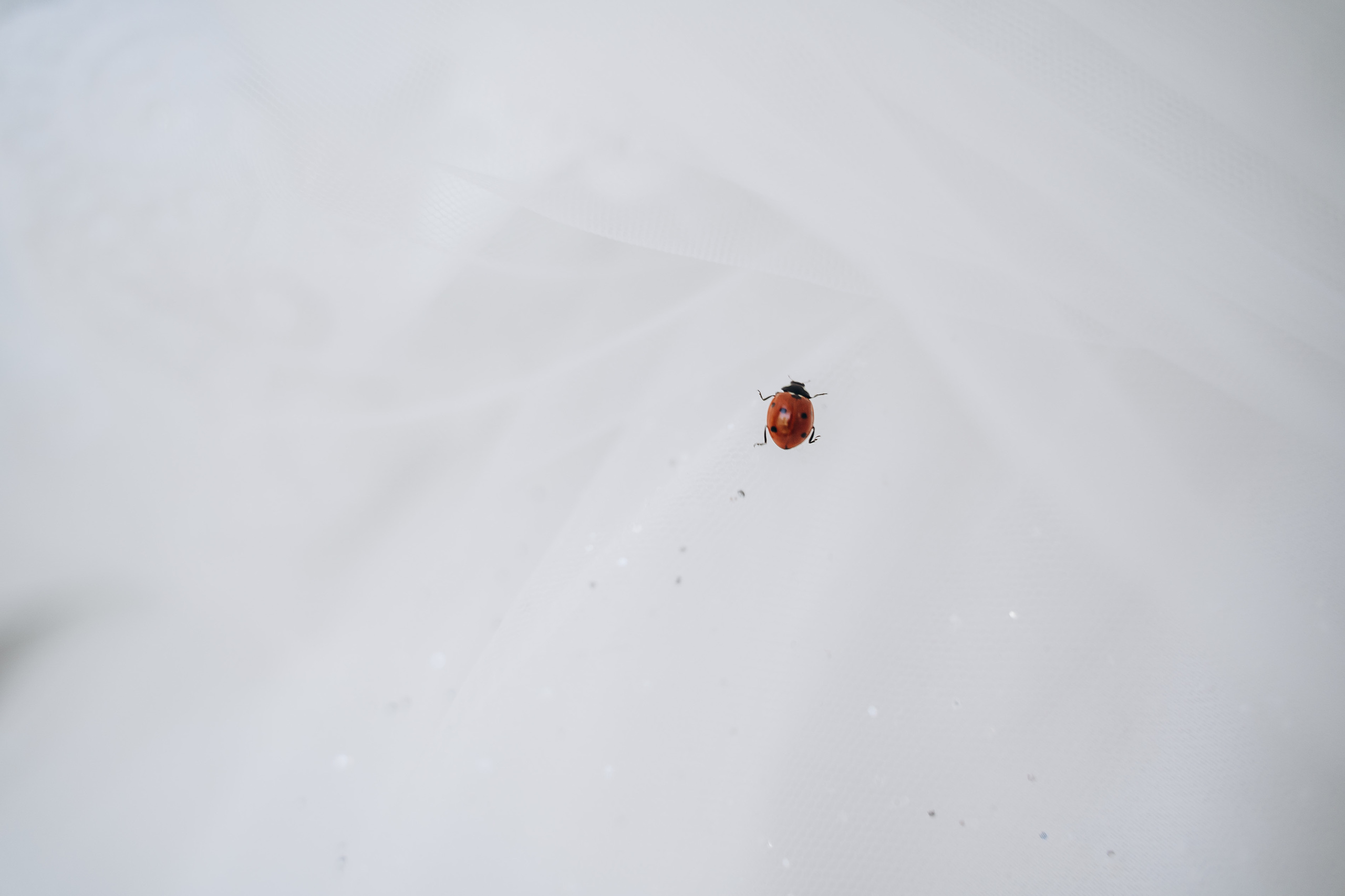 Альберт и Маргарита. Orange County Wedding Photographer & Videographer | Candid & Timeless Wedding Photo + Video | Italiantsev