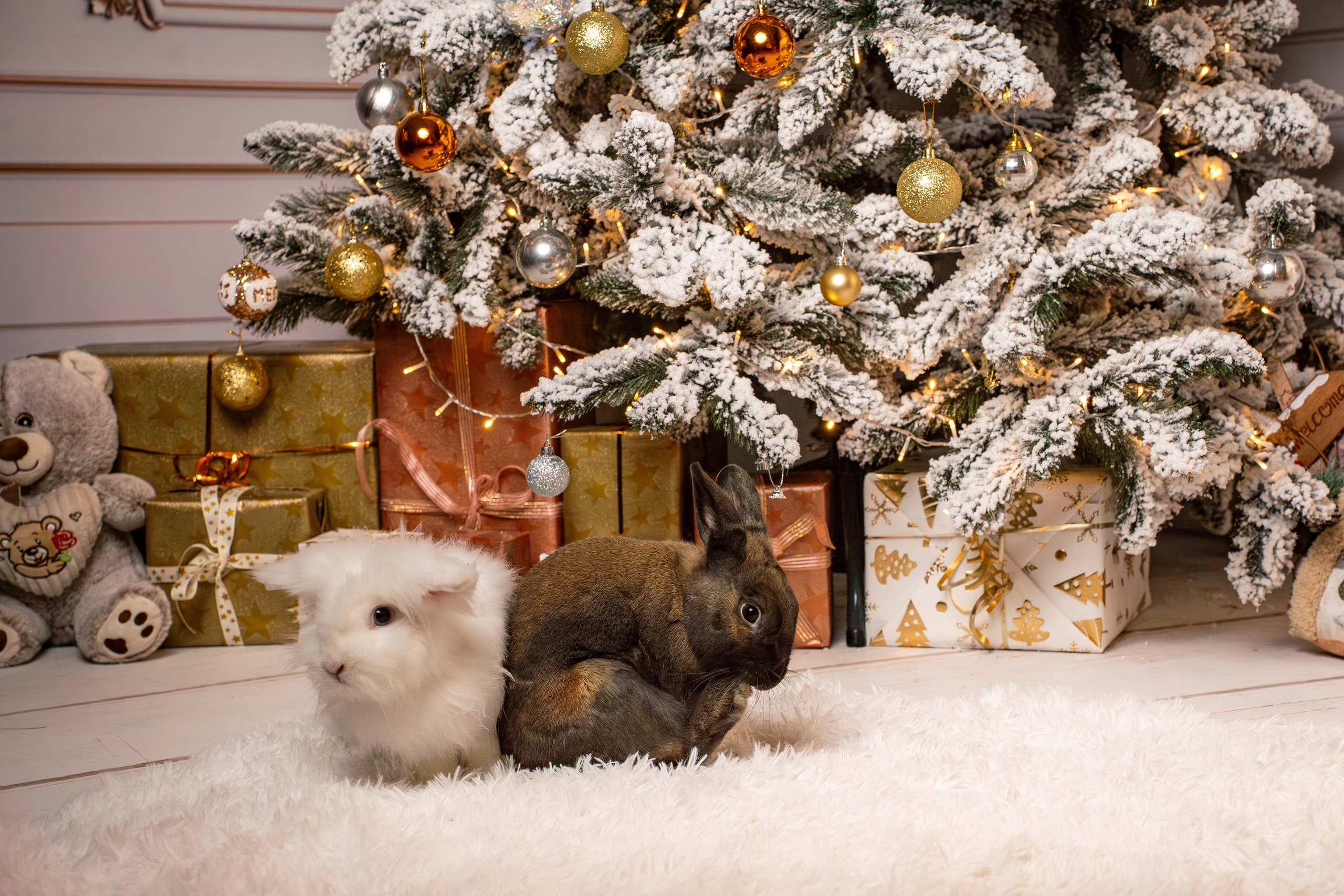 Album Adelina si Florin. Adelinne — fotograf profesionist în Constanța pentru familii, bebeluși și evenimente