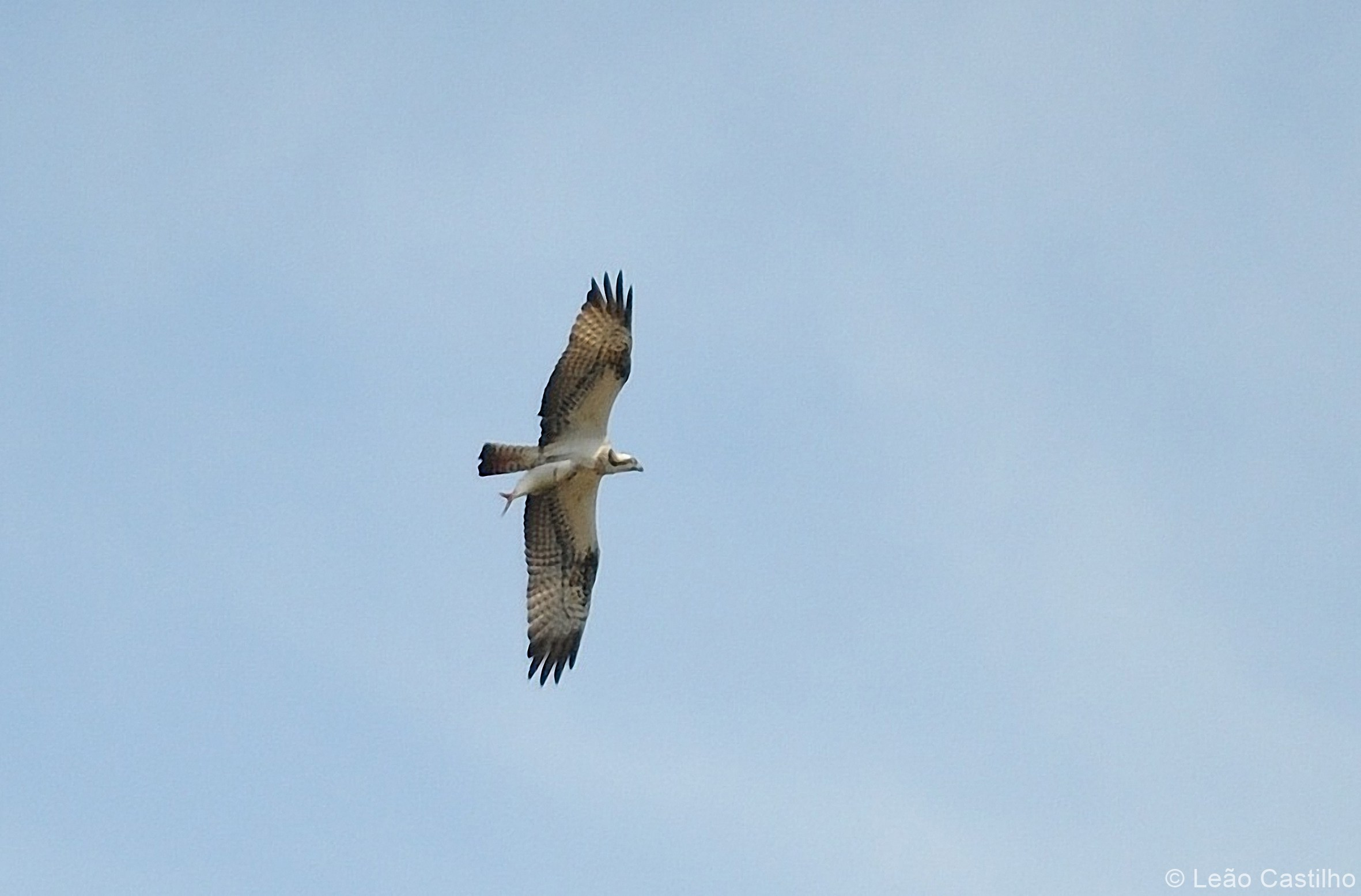 Photos of animals. Simbahalu