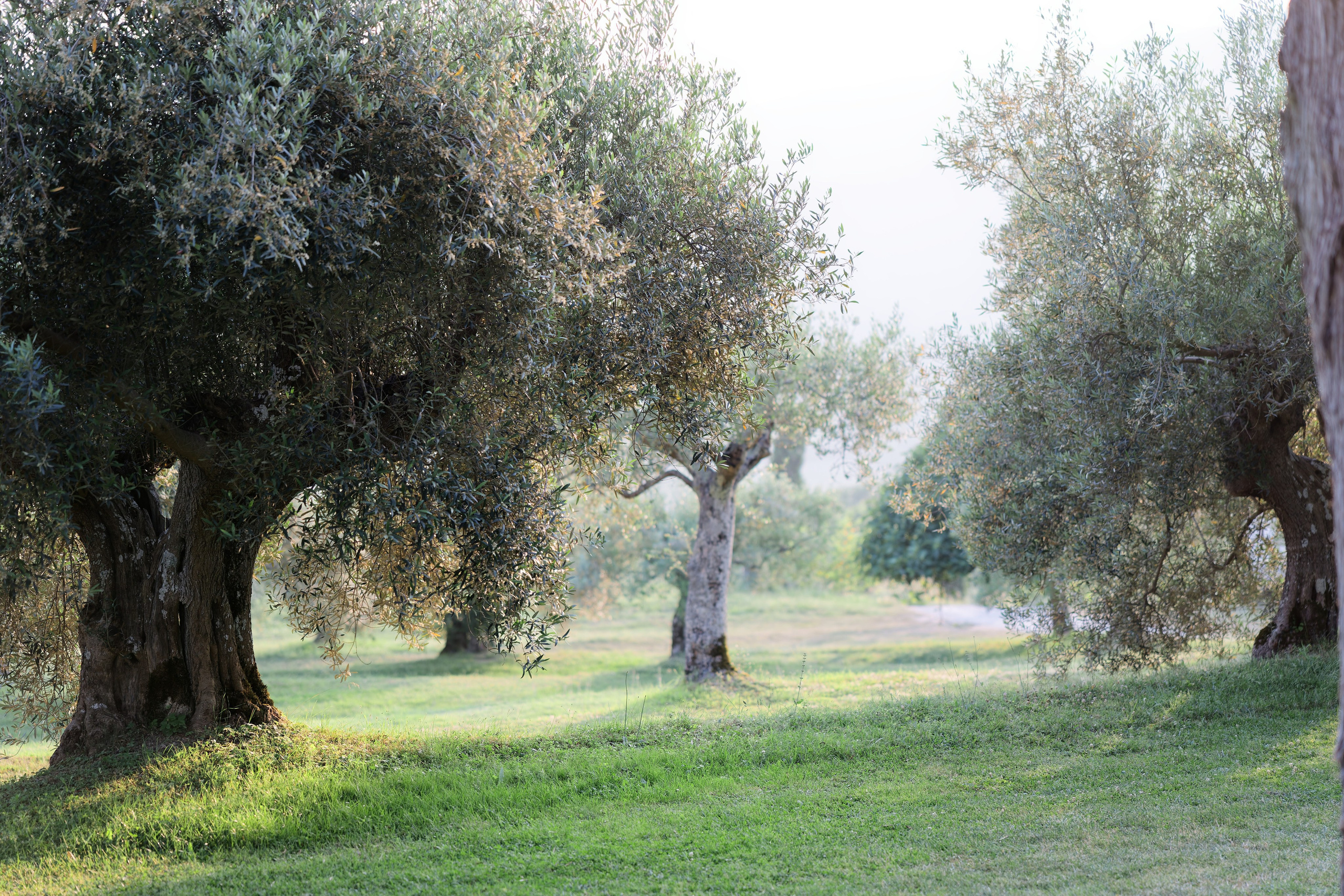 Wedding at Borgo Bastia Creti, Umbria