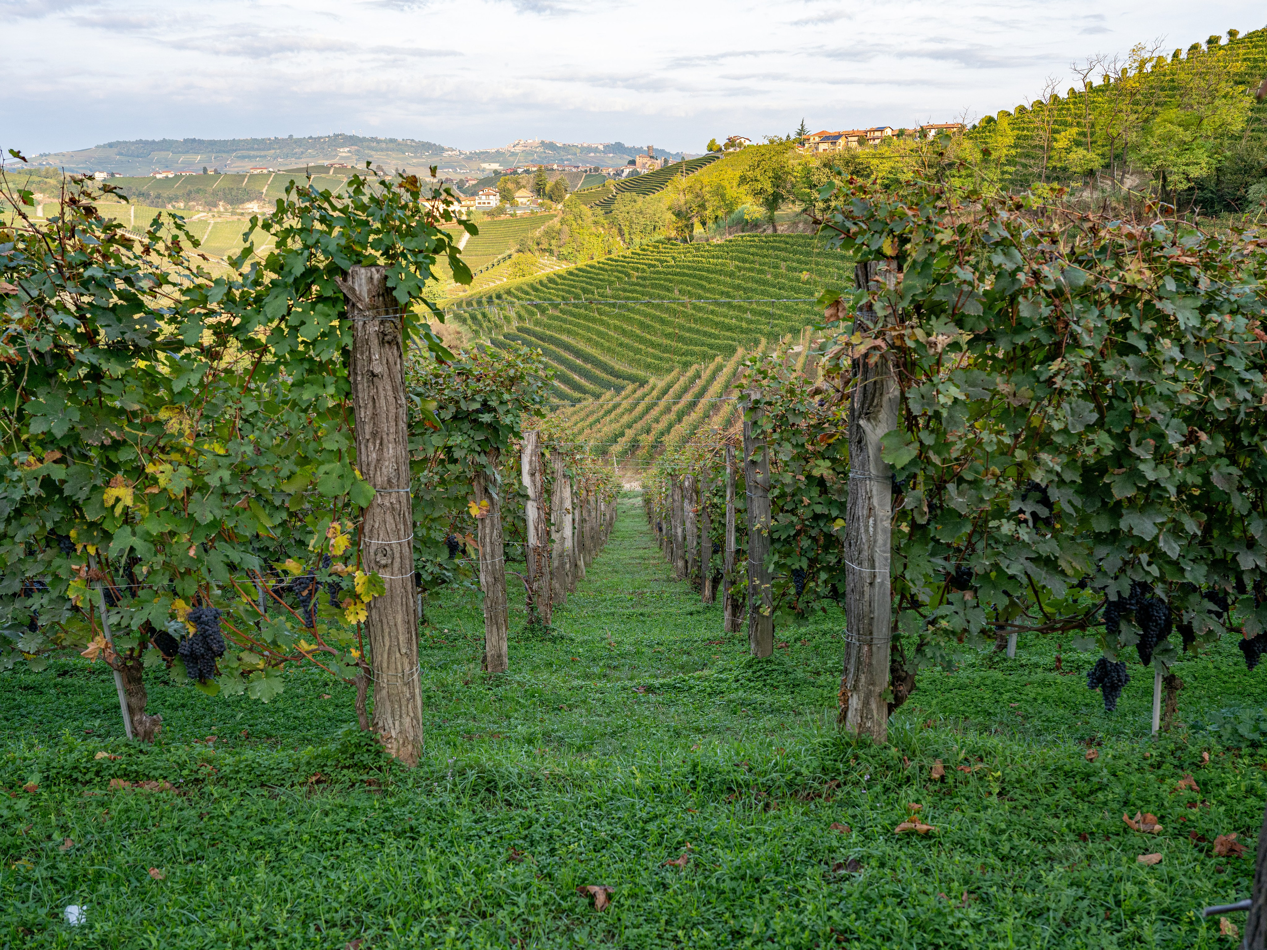Cantine Boasso Serralunga. “Gianmaria Coscia fotografo per passione”