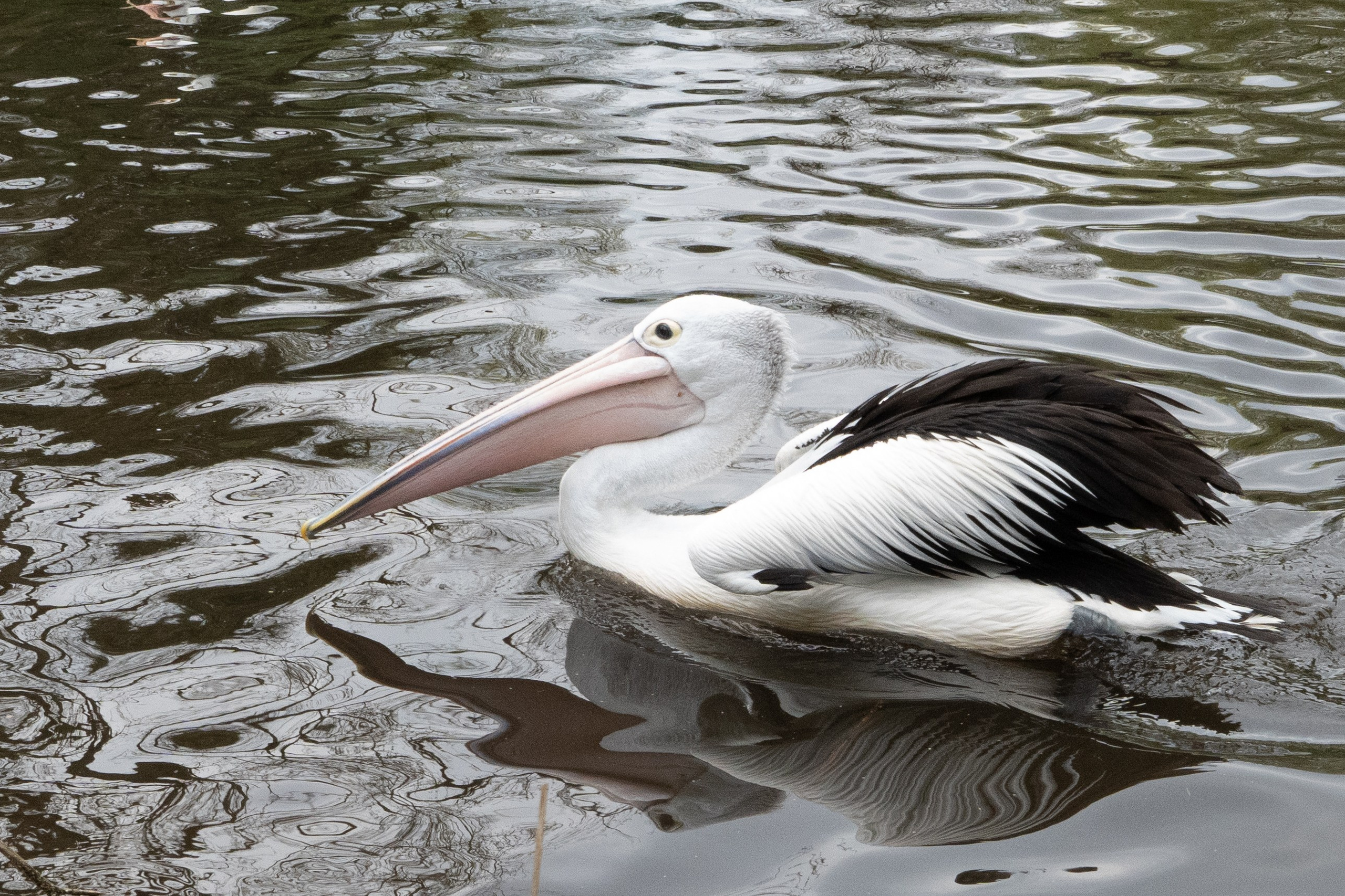 Tierwelt. Bürgerreporter & Amateurfotograf in Hannover