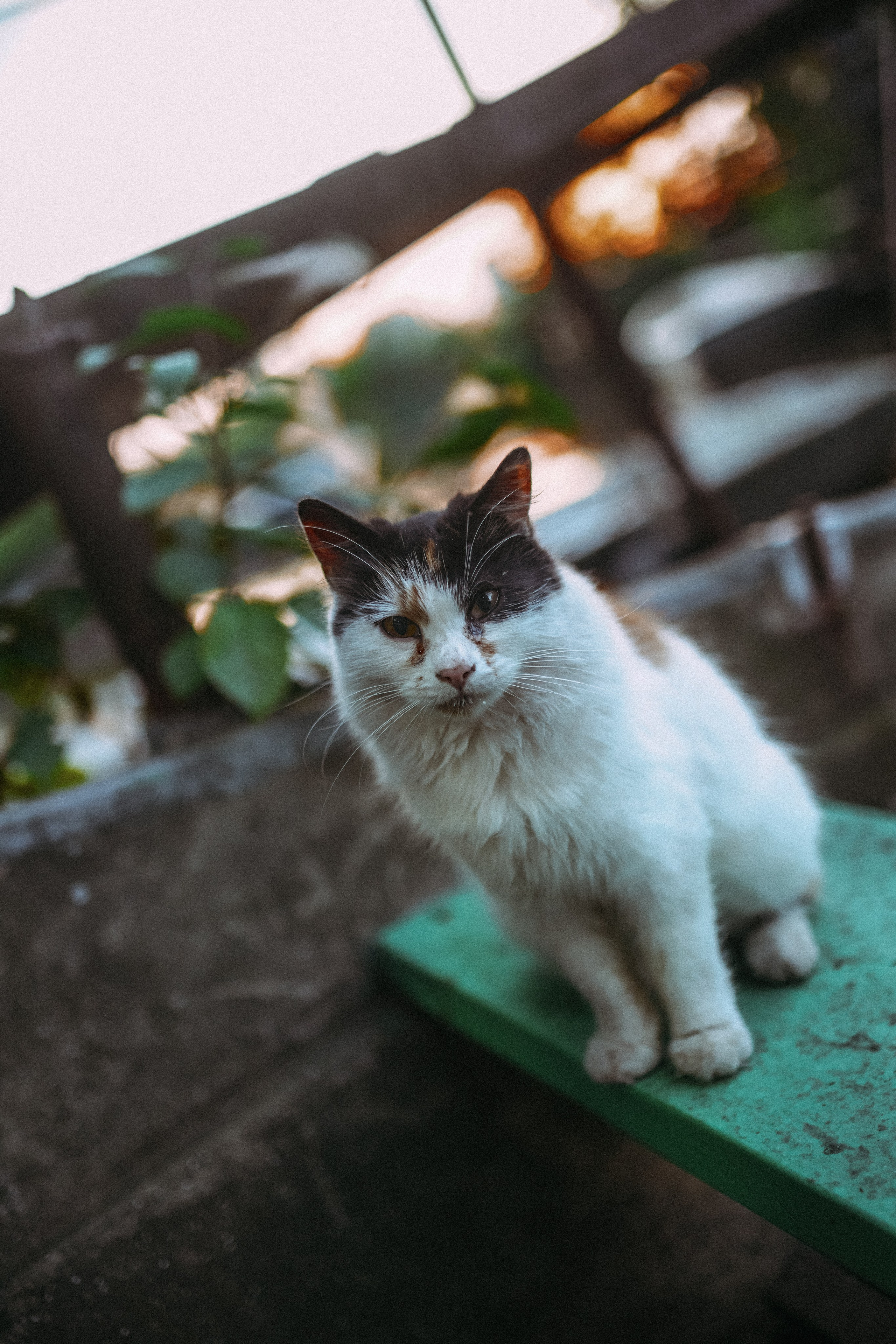 Кот шпедингера. Стрит-фотография, полная абсурда, идиотизма и красоты