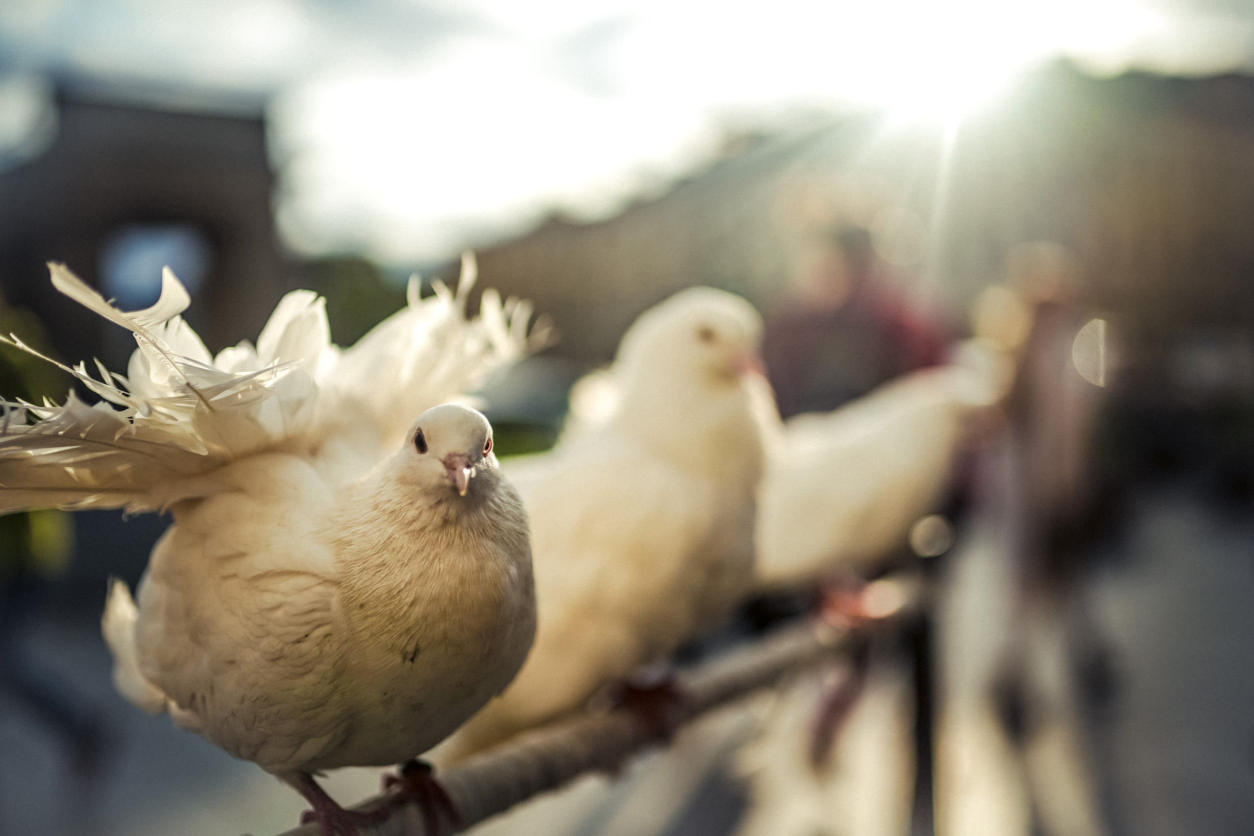 Пернатый психоз. Стрит-фотография, полная абсурда, идиотизма и красоты