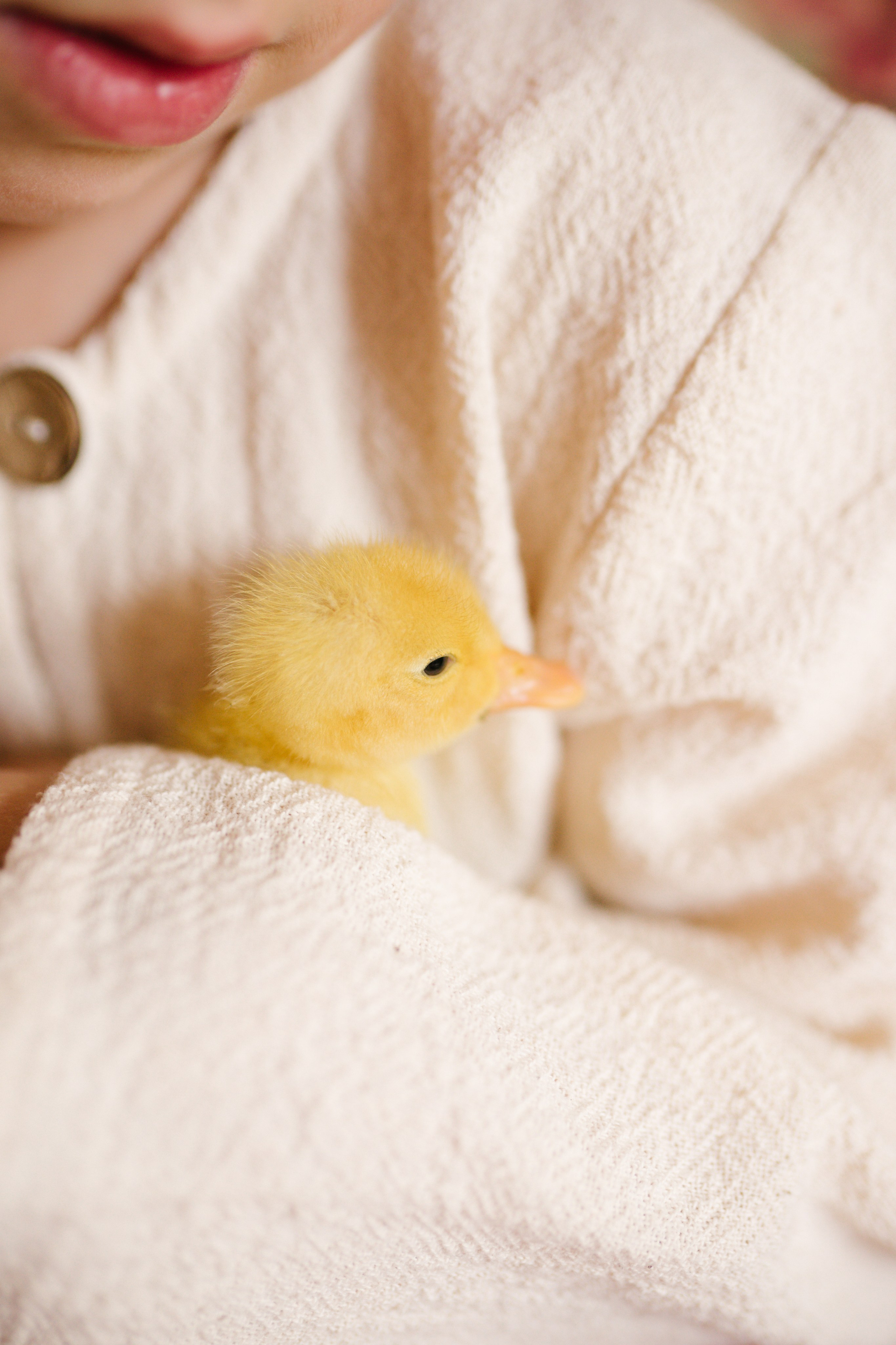 Ședințe Foto de Paște Brașov: Gălbenuș | Mădălina Beda. Madalina Beda- Artist vizual, fotograf, doula la nastere, consultant babywearing Brasov si in toata tara