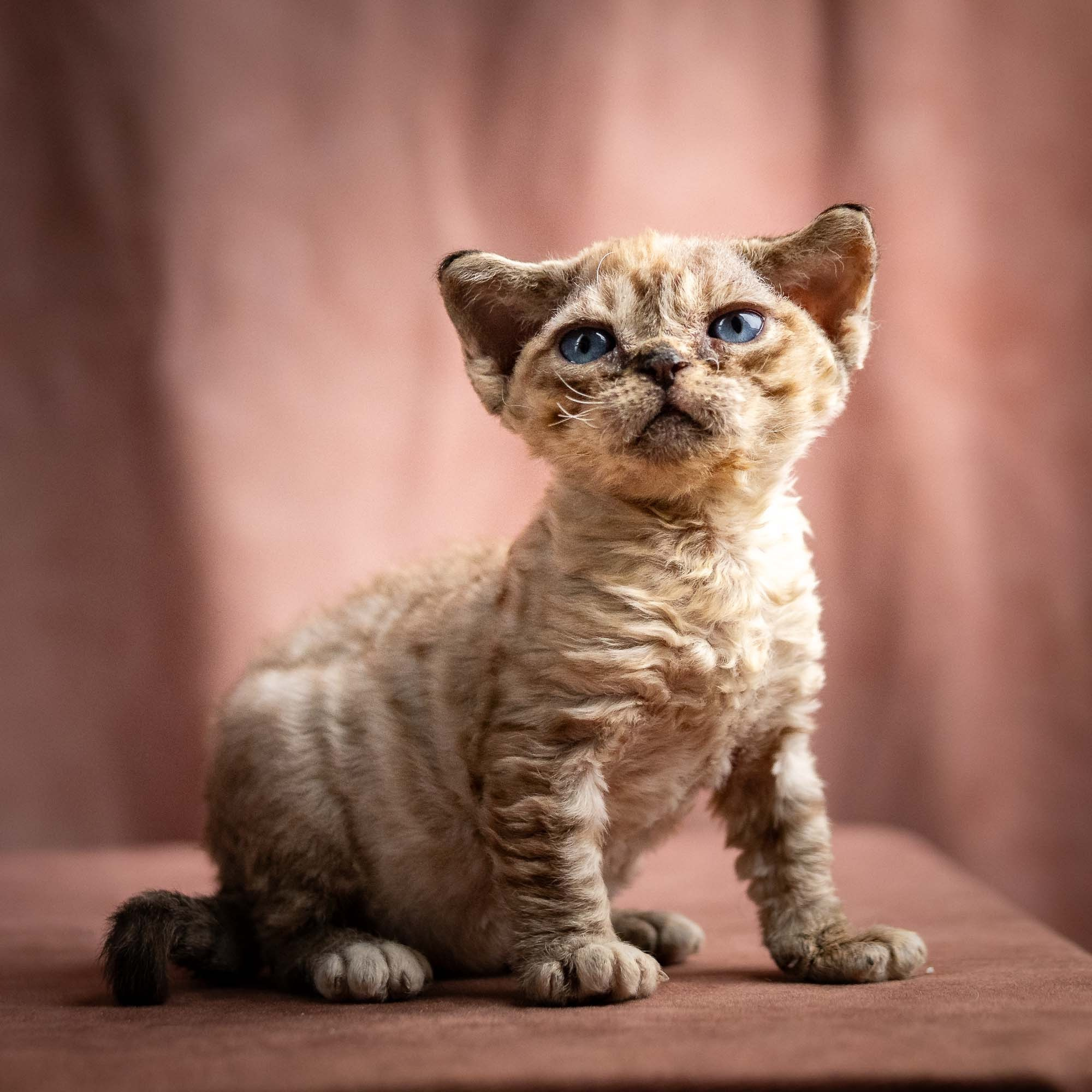 Remy, boy, born 05.08.26. Devon Rex Pixie Cattery