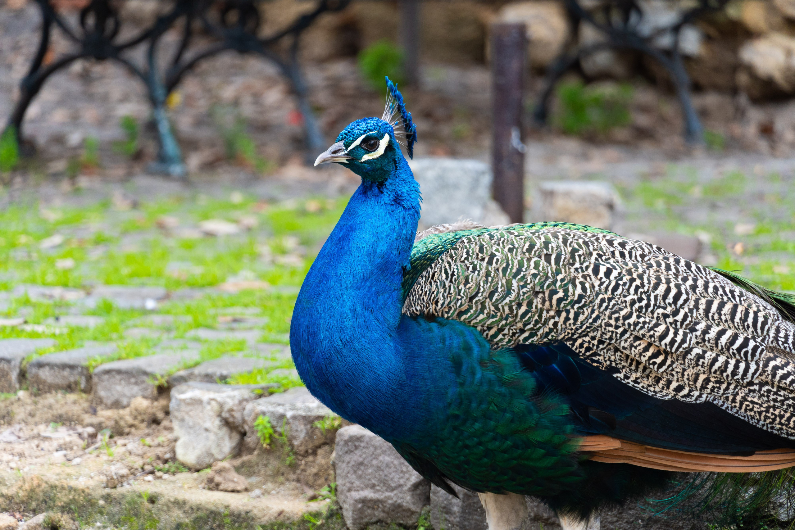 Lisabona 2025. Fotografiideplacere.net