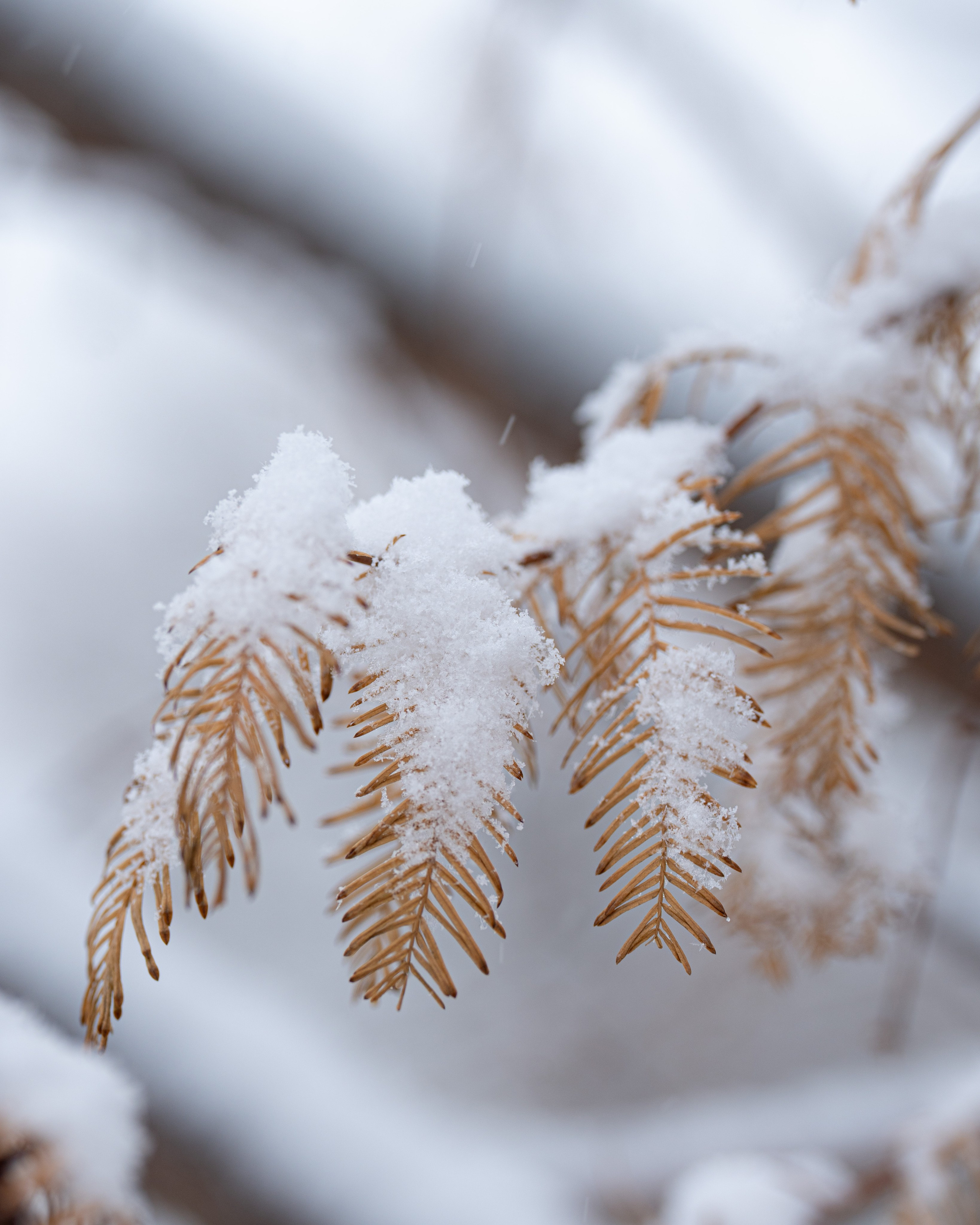 Первый снег в 2024 году. Георгий Намазов | Фотограф в Ташкенте