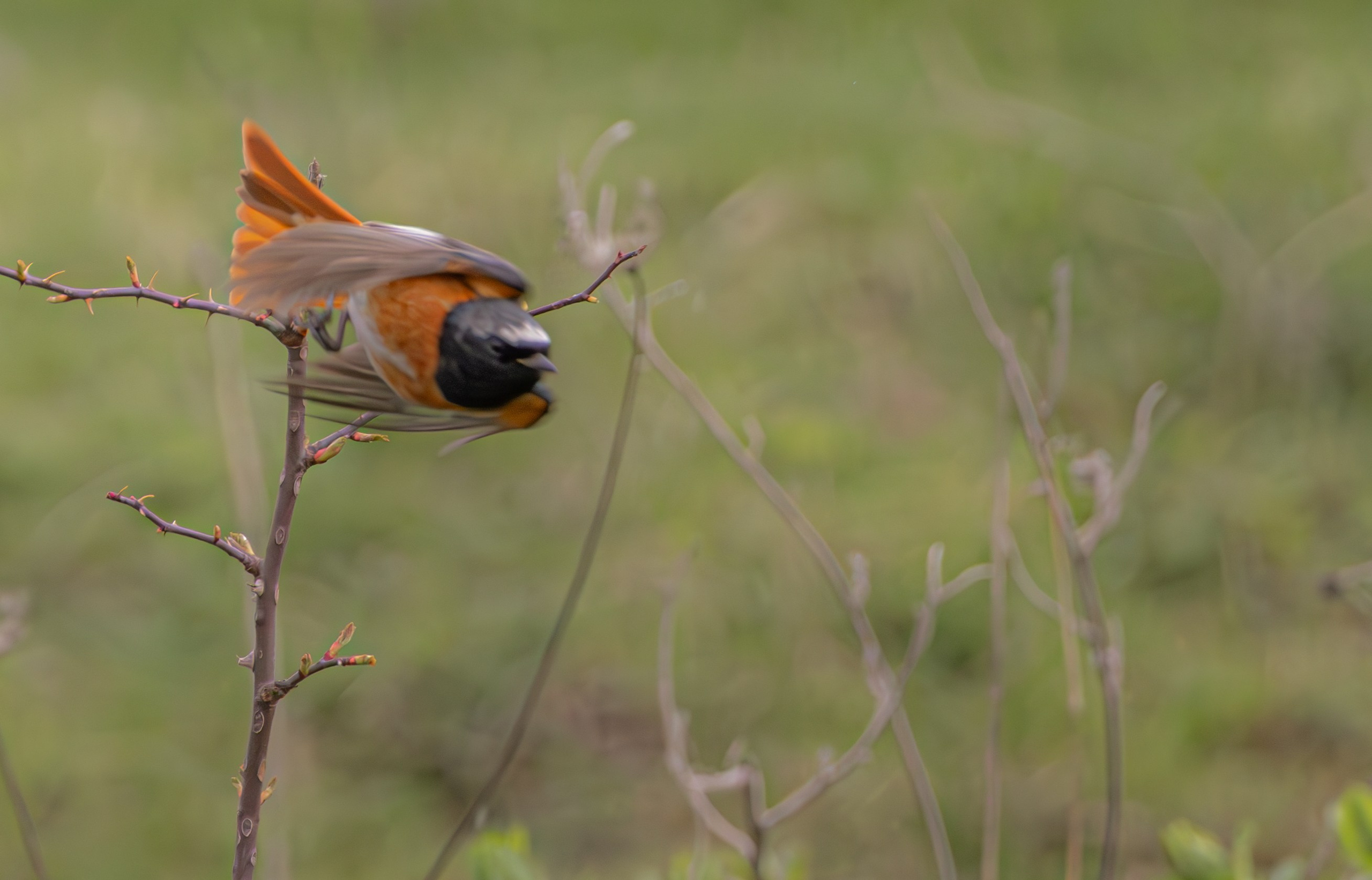 საგაზაფხულო გასეირნება წავკისისწყალის ხეობაში. FramefreeMan