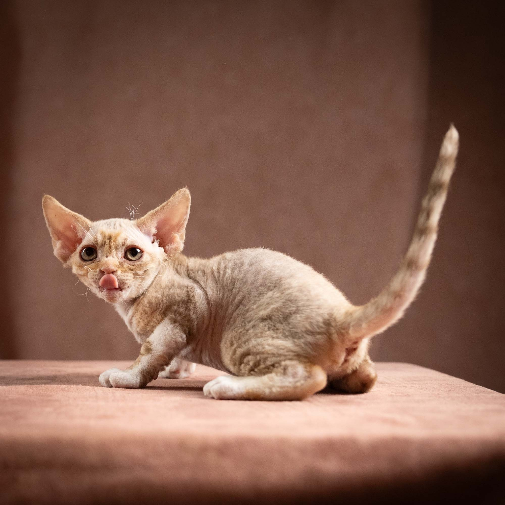 Ophelia, girl, born 02.08.26. Devon Rex Pixie Cattery