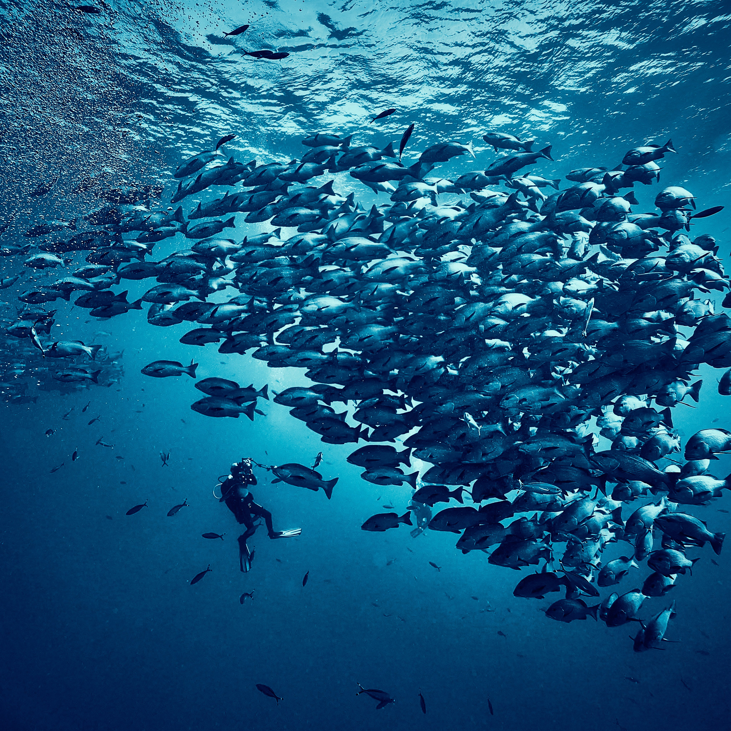 Mieszkańcy mórz. Andriej Szypilow — Photography & Videography