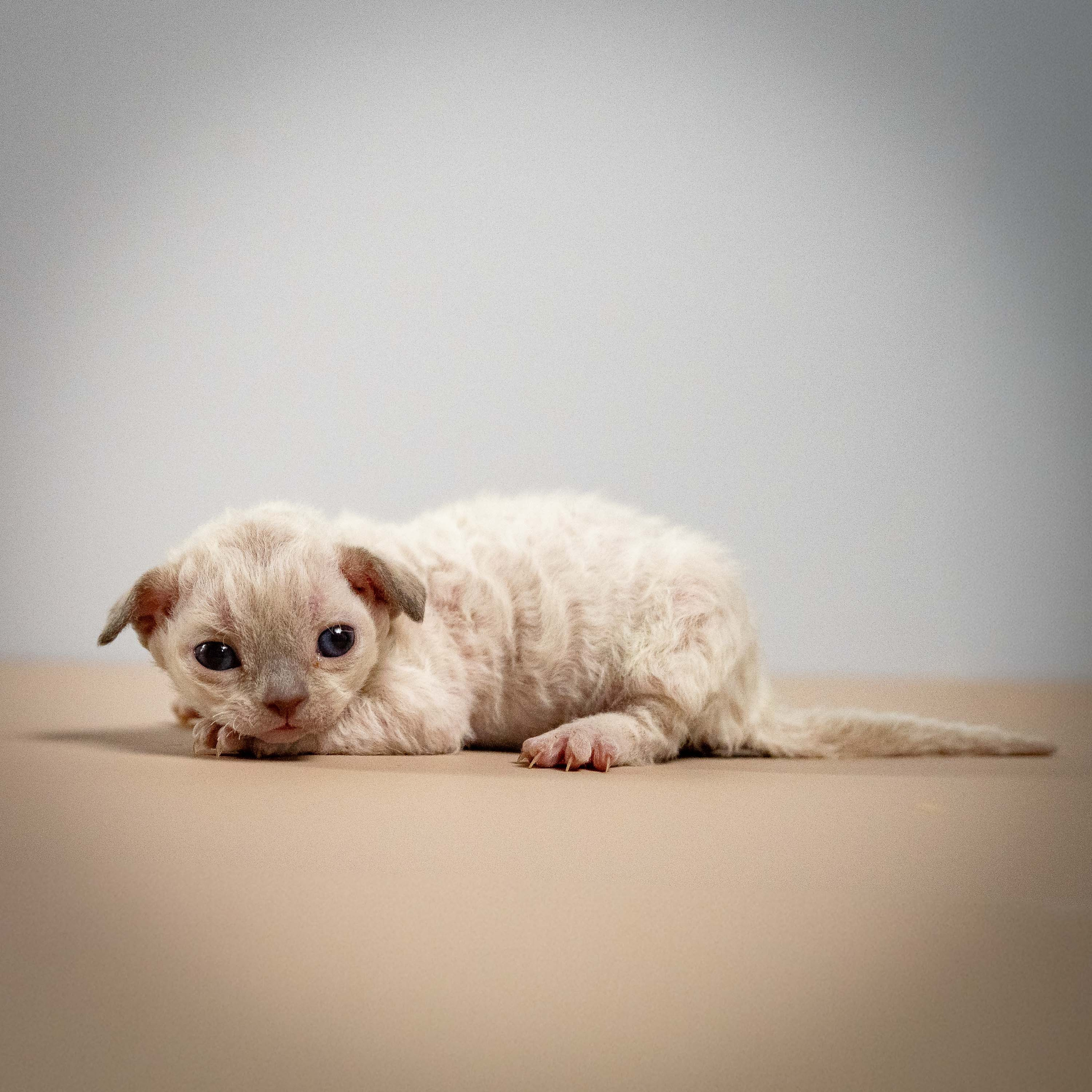 Mila, girl, born 01.15.26. Devon Rex Pixie Cattery