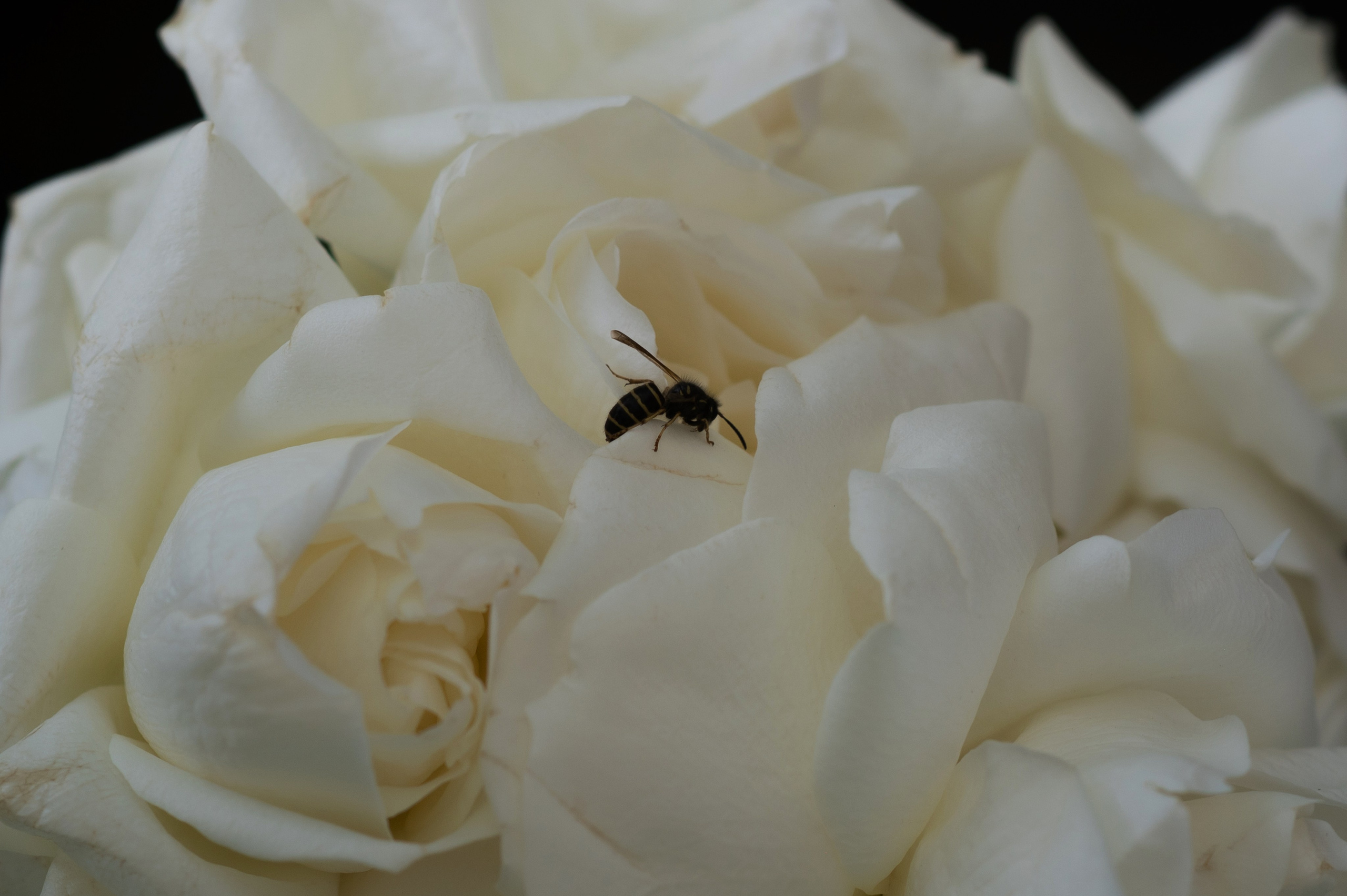 Like a Paris. Wedding and commercial photographer