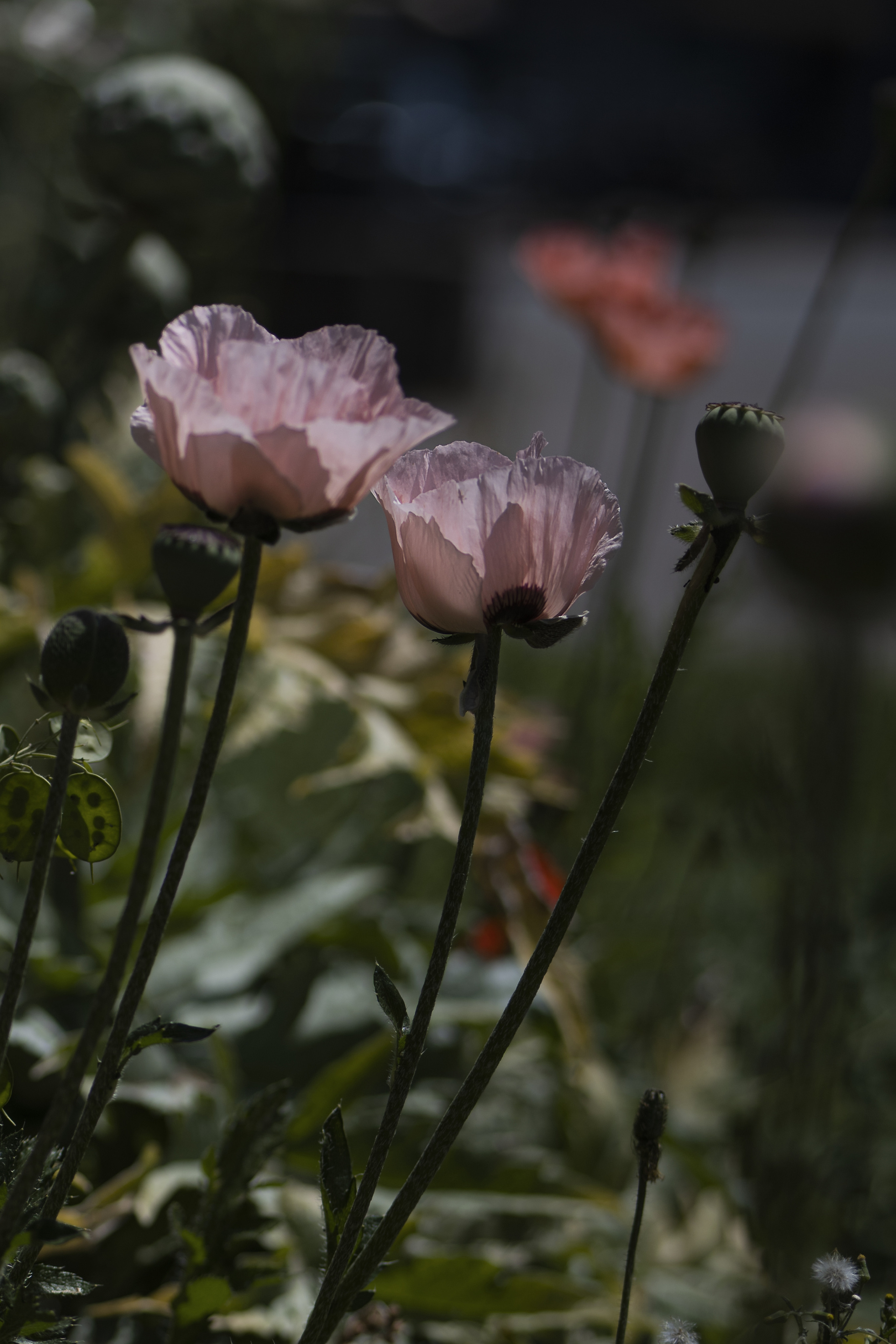 Paysages. Portrais créatifs de familles et individuels, Ile et Vilaine, France