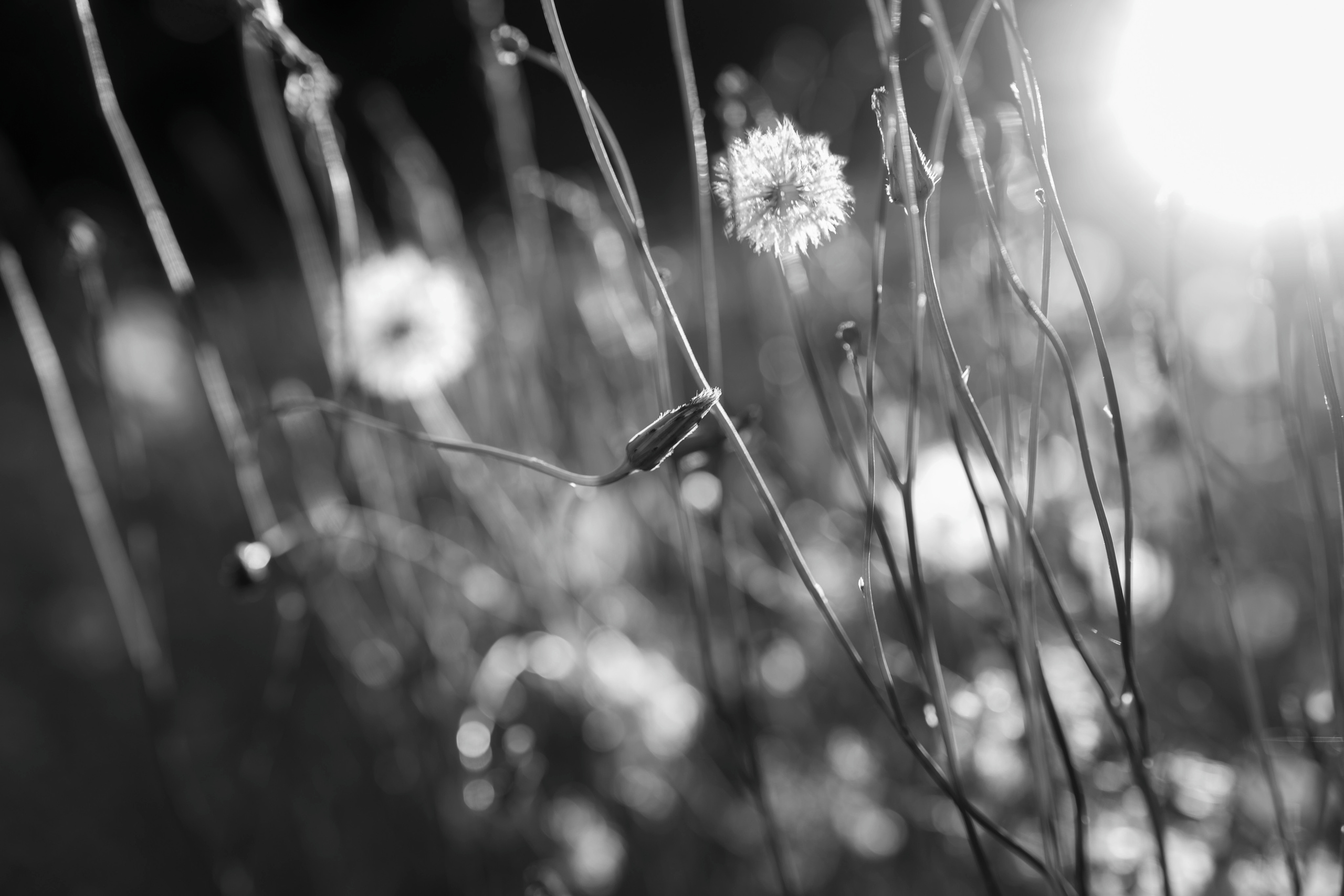 Paysages. Portrais créatifs de familles et individuels, Ile et Vilaine, France