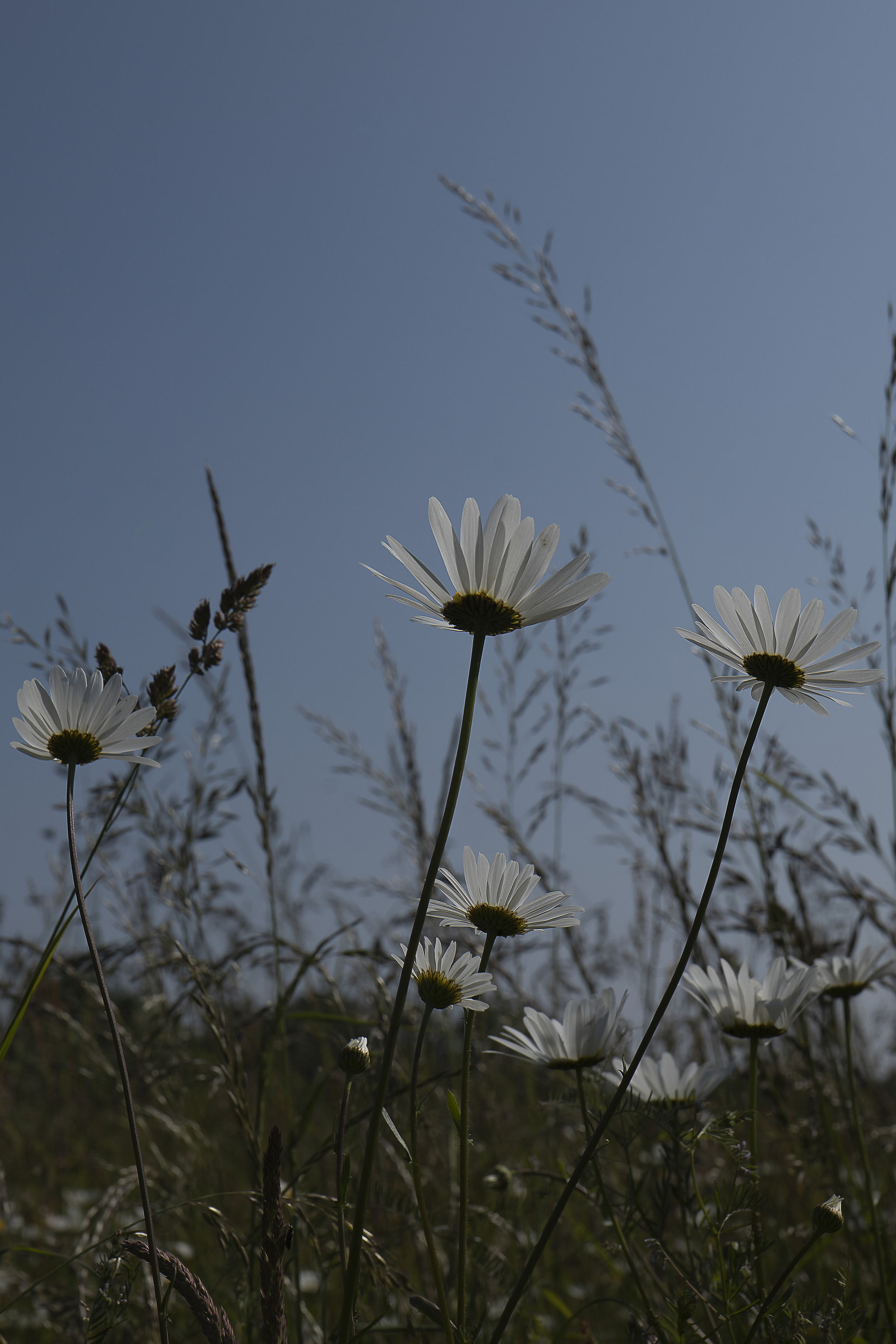 Paysages. Portrais créatifs de familles et individuels, Ile et Vilaine, France