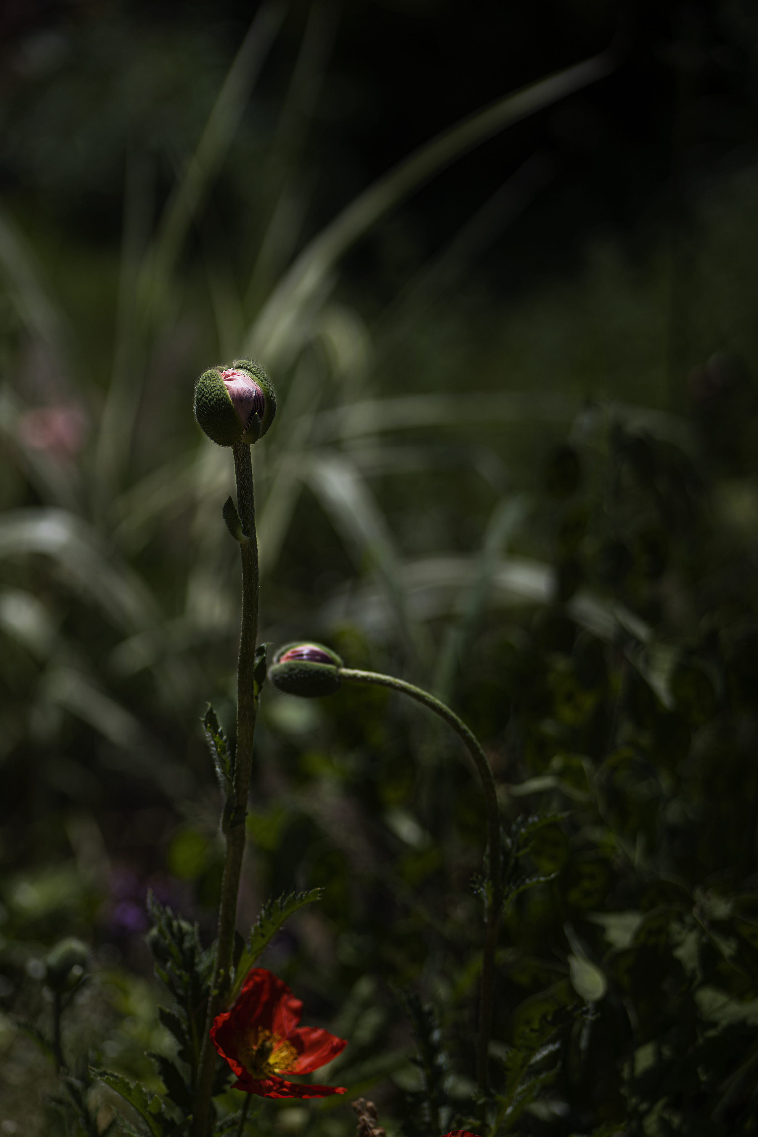 Paysages. Portrais créatifs de familles et individuels, Ile et Vilaine, France