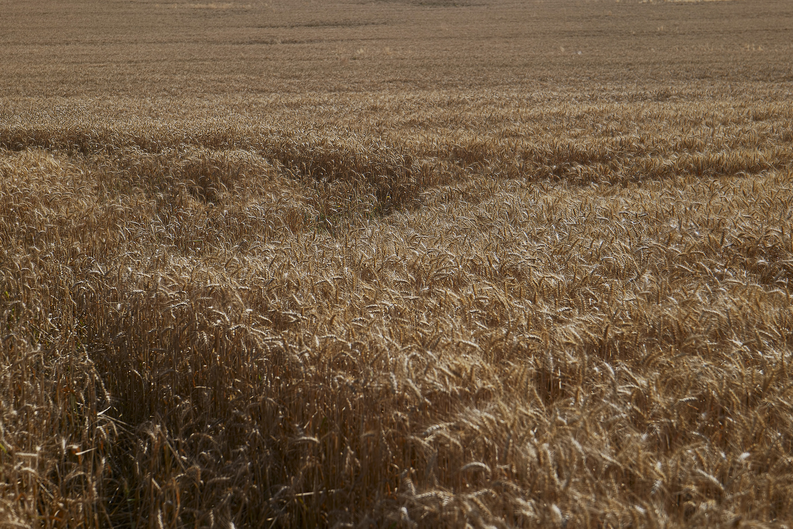 Paysages. Portrais créatifs de familles et individuels, Ile et Vilaine, France
