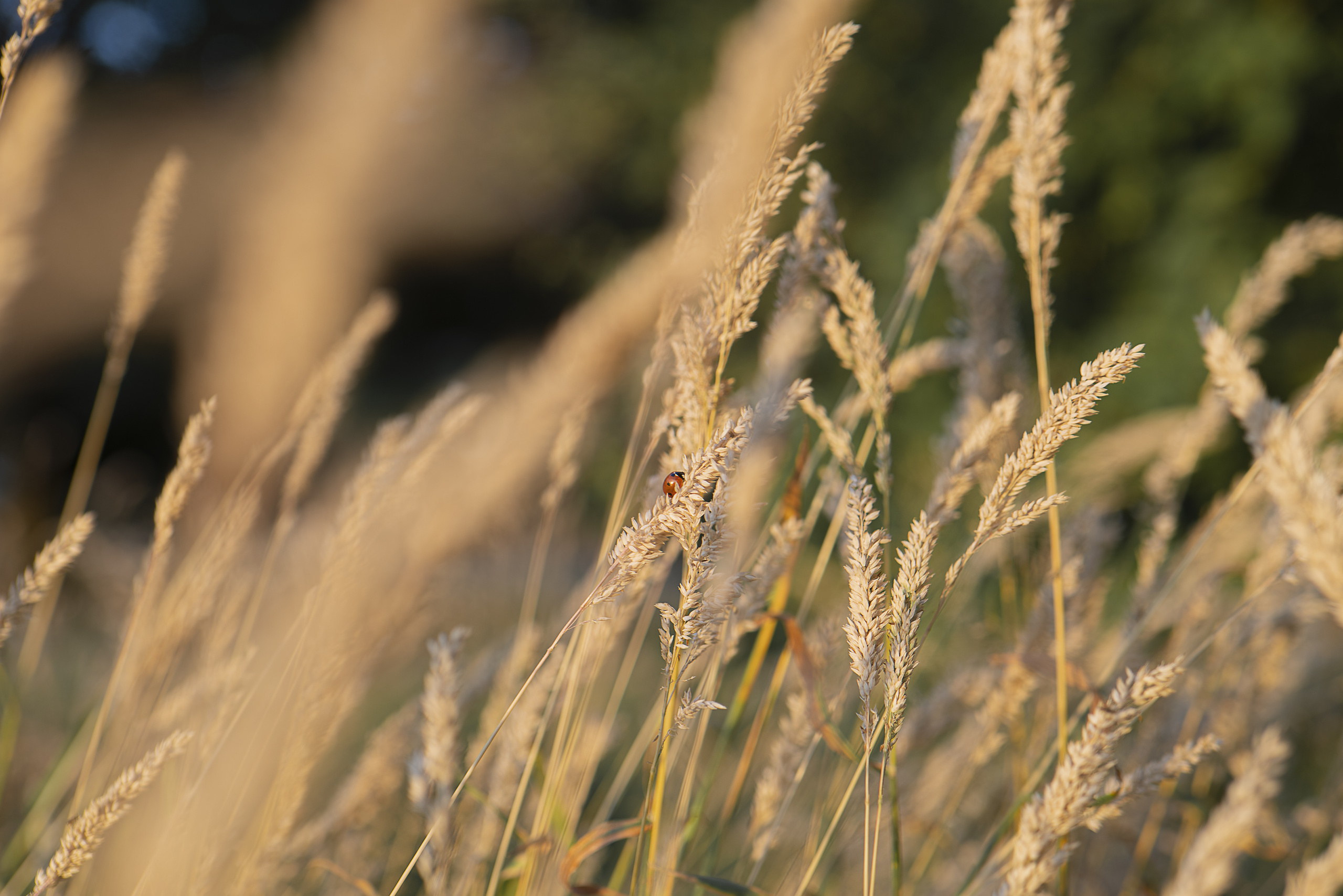 Paysages. Portrais créatifs de familles et individuels, Ile et Vilaine, France