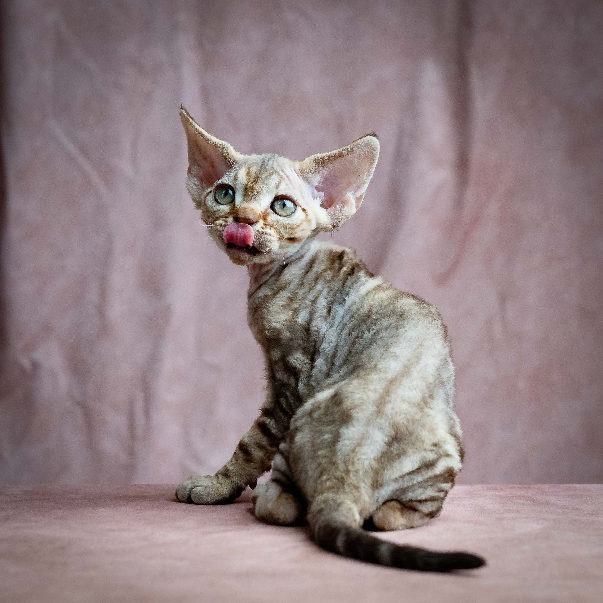 Sirius, boy, born 05.15.26. Devon Rex Pixie Cattery