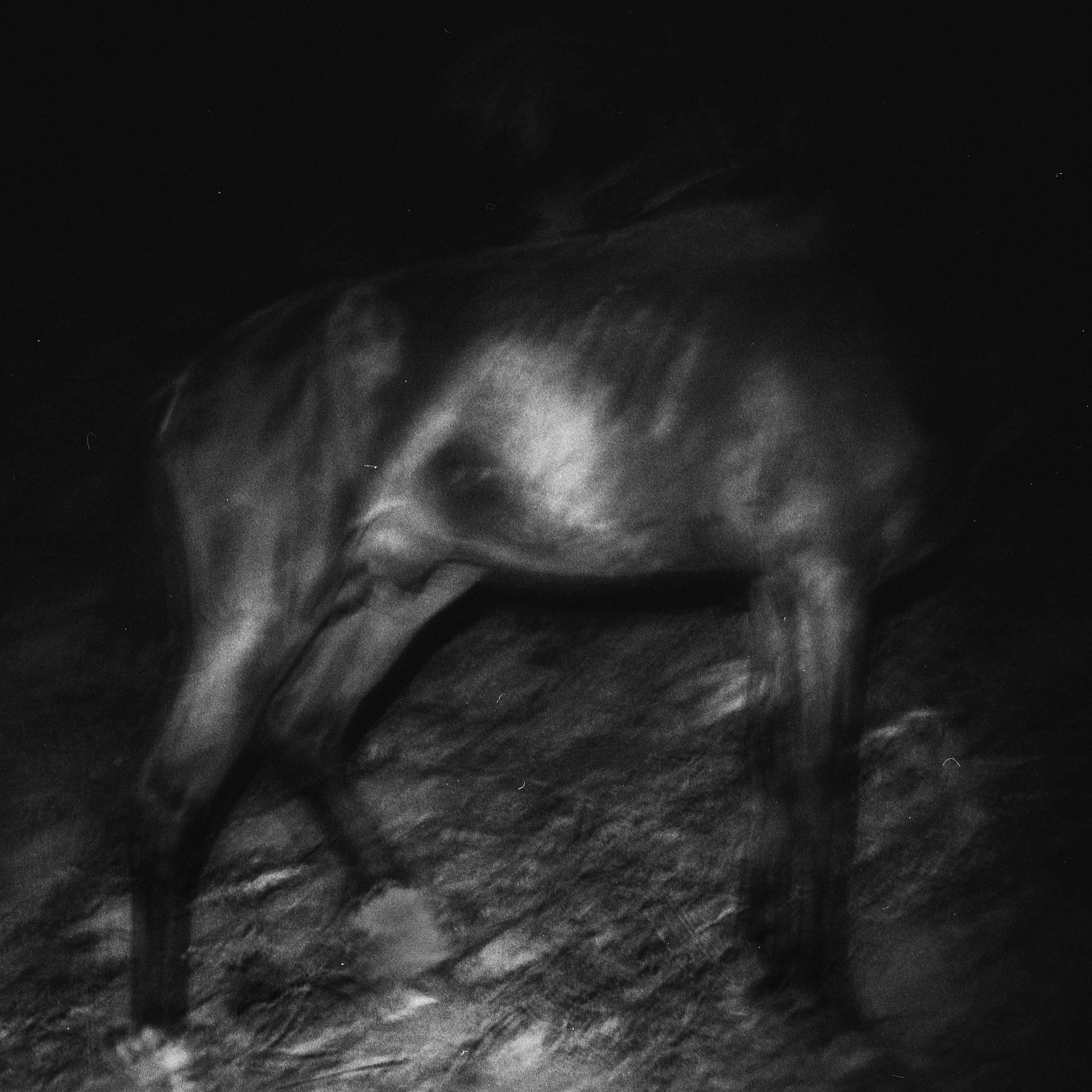 Polina Soyref, portrait photographer