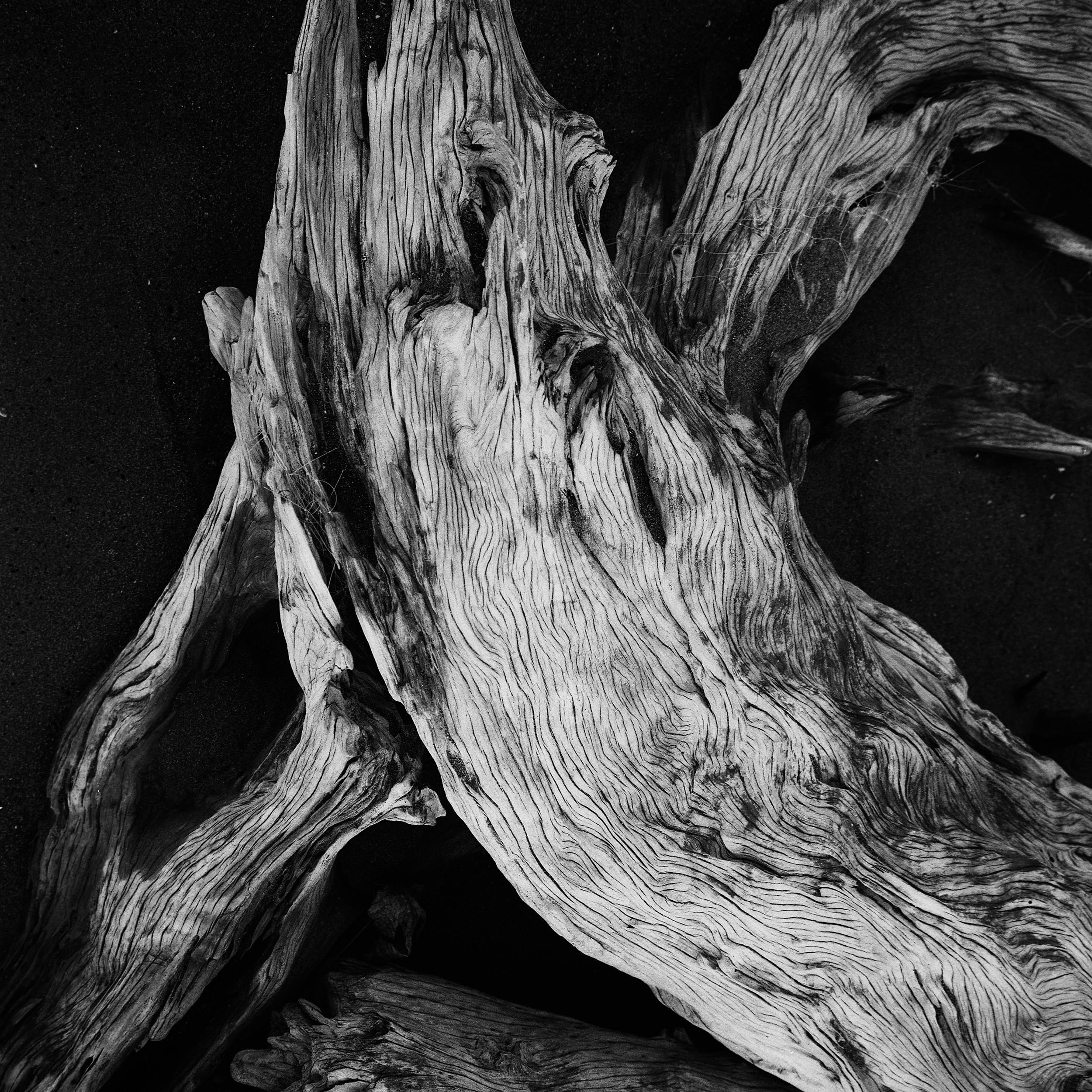 Polina Soyref, portrait photographer