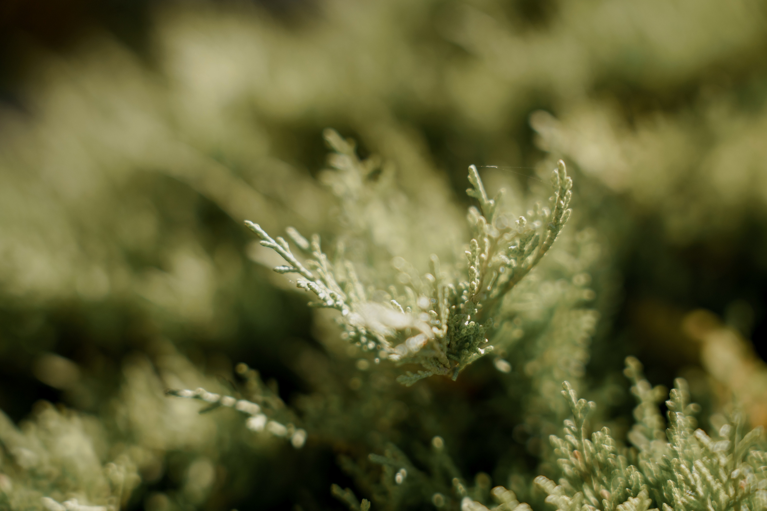 Сергей и Надежда. Orange County Wedding Photographer & Videographer | Candid & Timeless Wedding Photo + Video | Italiantsev