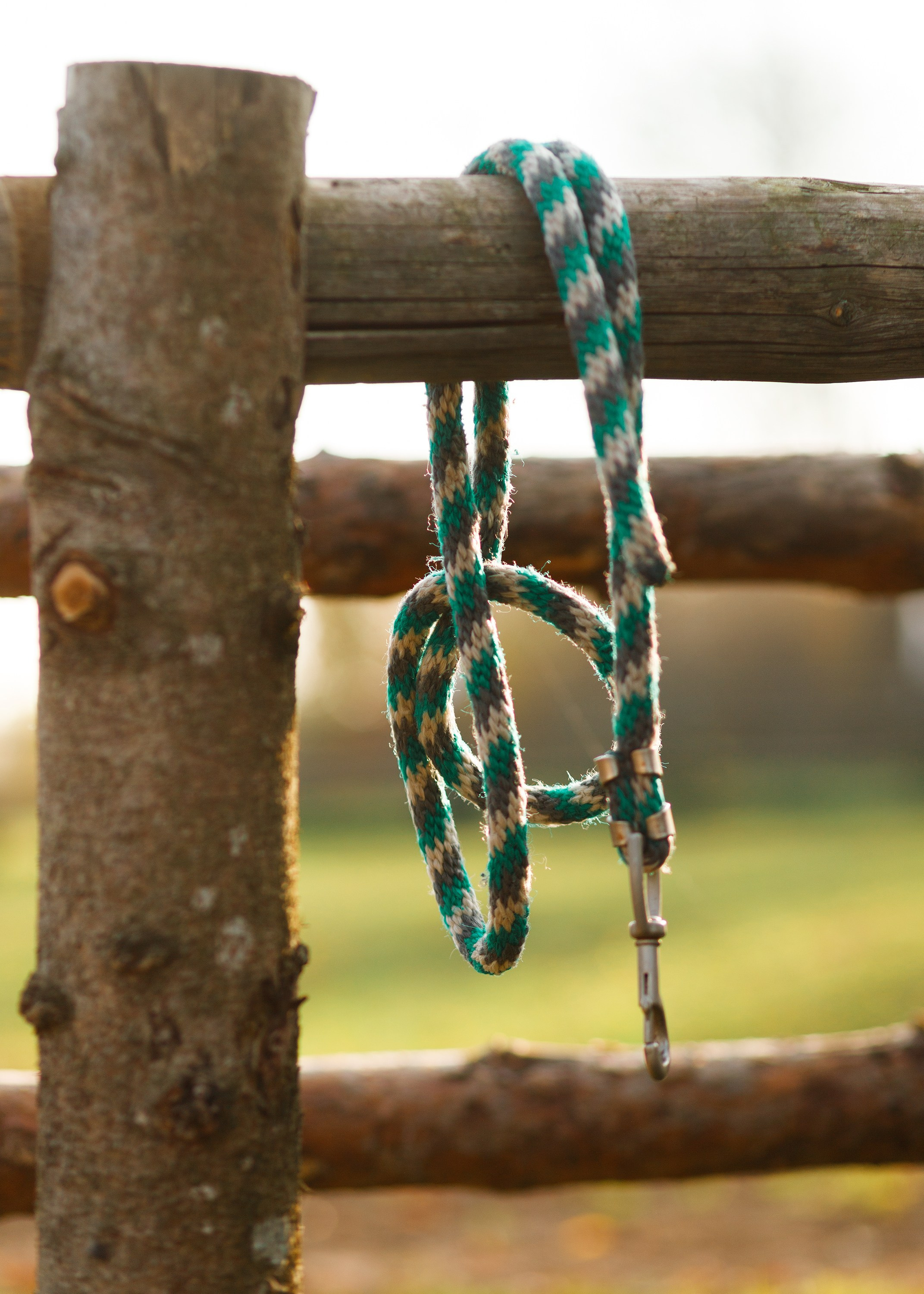 Autumn equestrian training. Kaja | fotograf psów we Wrocławiu