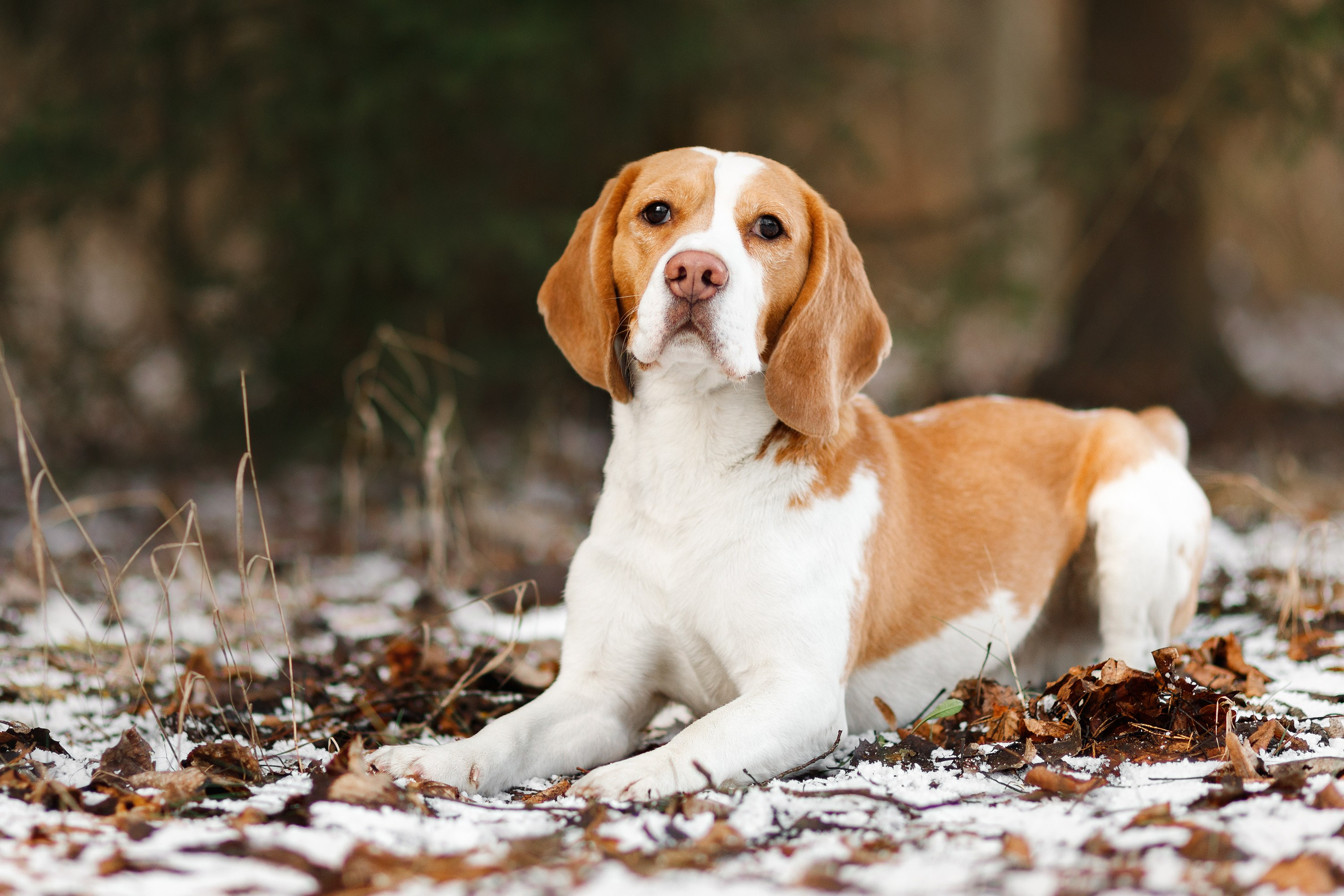 Corgi kennel & some other dogs in the forest. Kaja | fotograf psów we Wrocławiu