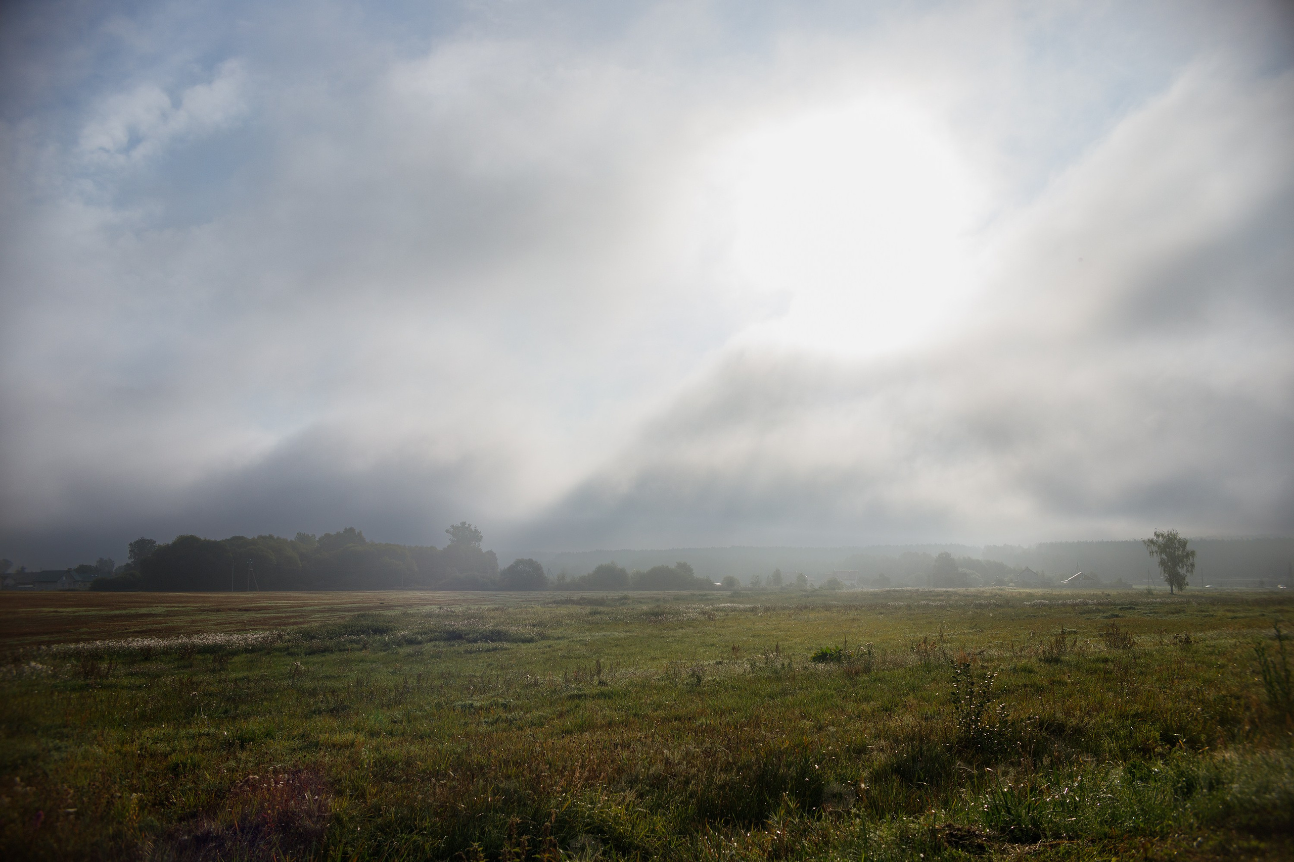 Dog shows | the best ones. Kaja | fotograf psów we Wrocławiu