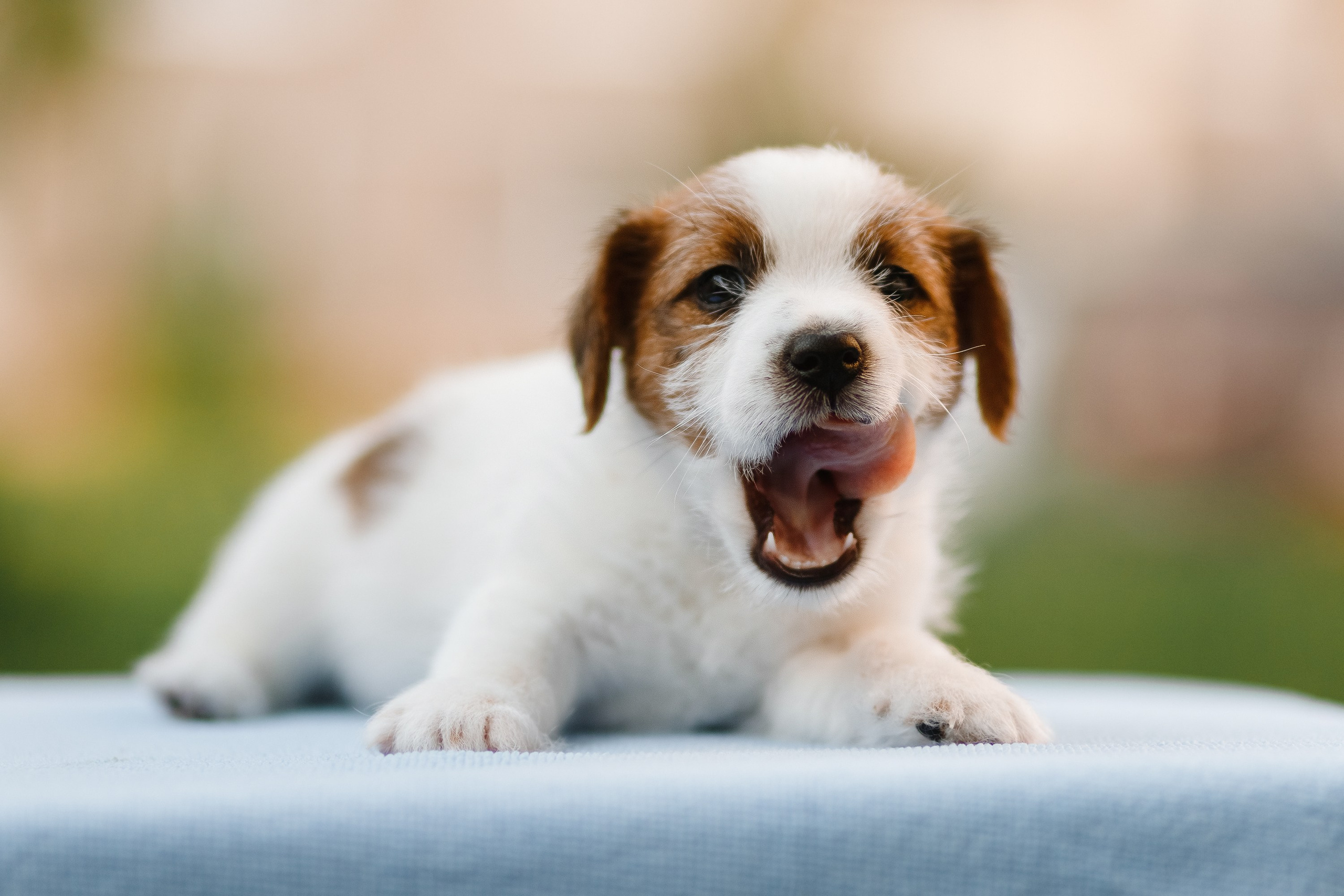 Jack russel puppies. Kaja | fotograf we Wrocławiu | ludzie i psy