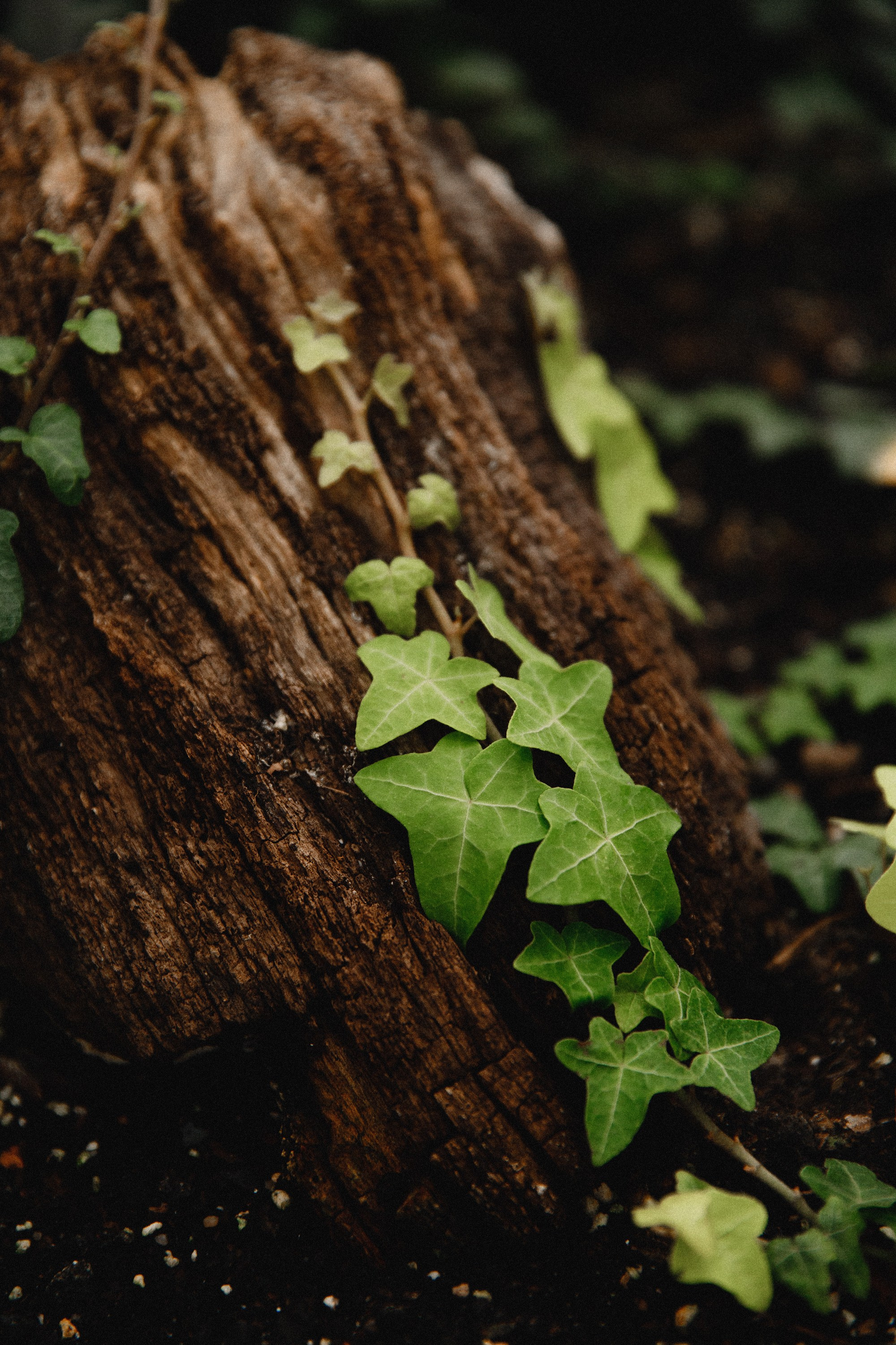 Botanical garden in Wroclaw. Kaja | fotograf we Wrocławiu | ludzie i psy