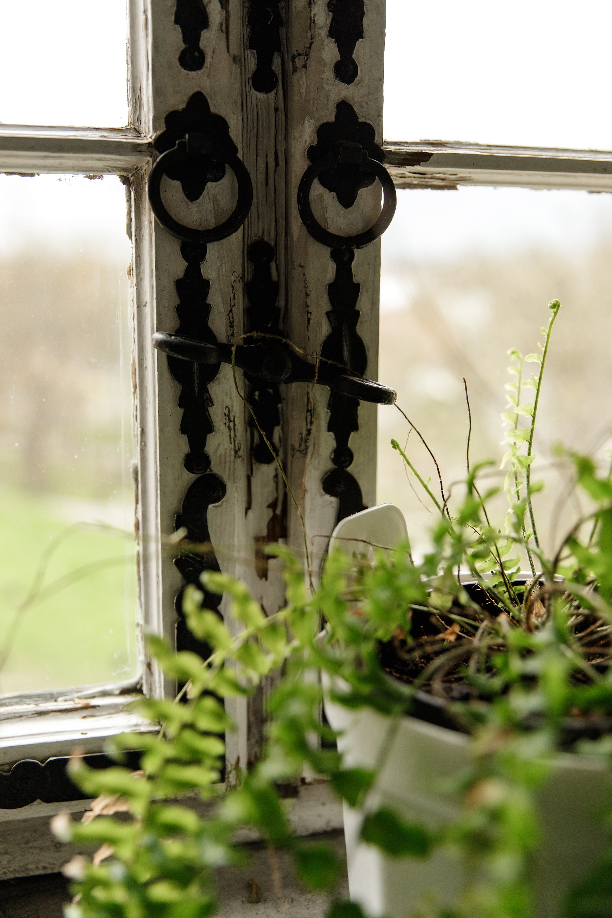 Oleśnica castle. Kaja | fotograf psów we Wrocławiu