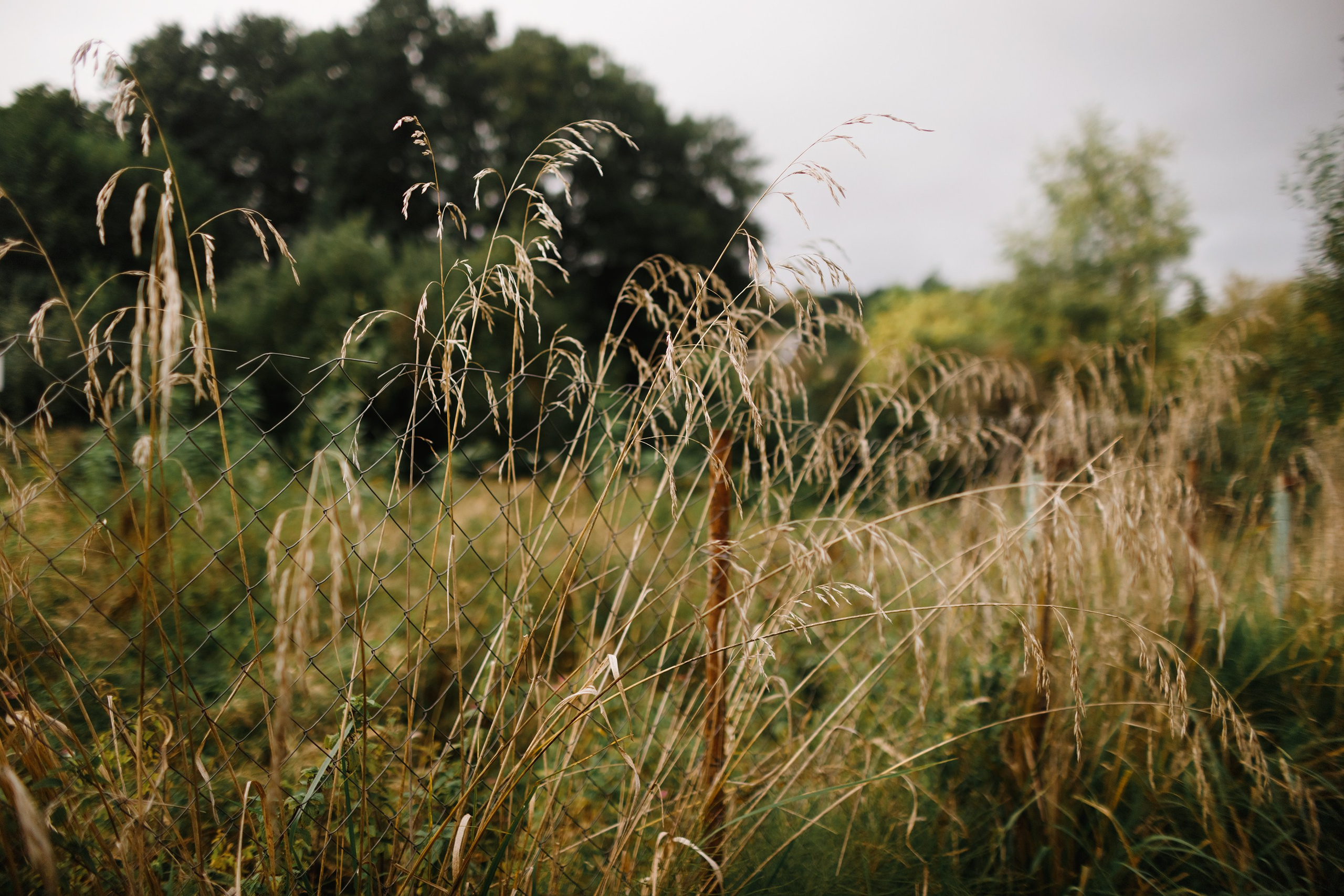Grodno. Kaja | fotograf we Wrocławiu | ludzie i psy