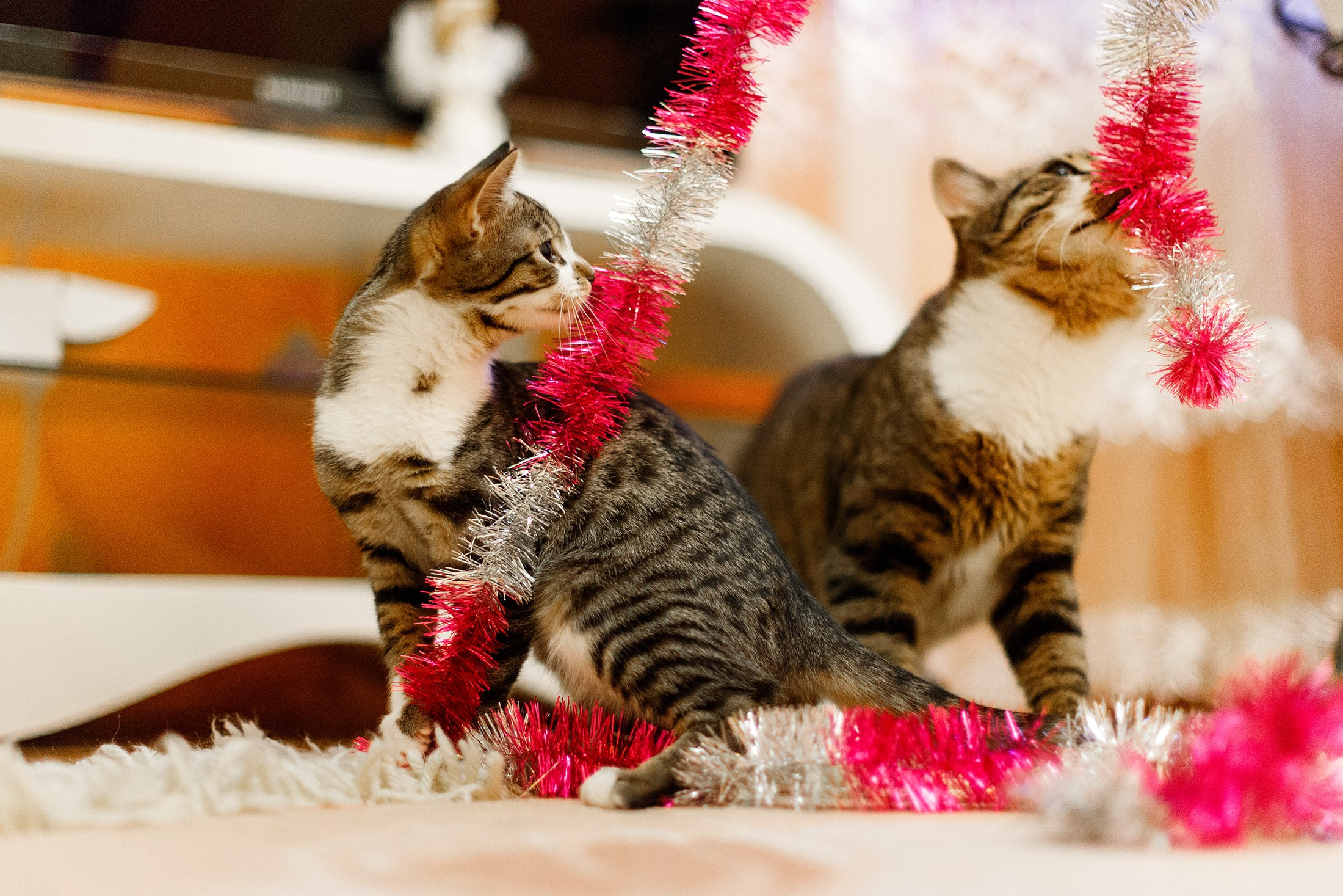 Cats for adoption. Kaja | fotograf we Wrocławiu | ludzie i psy