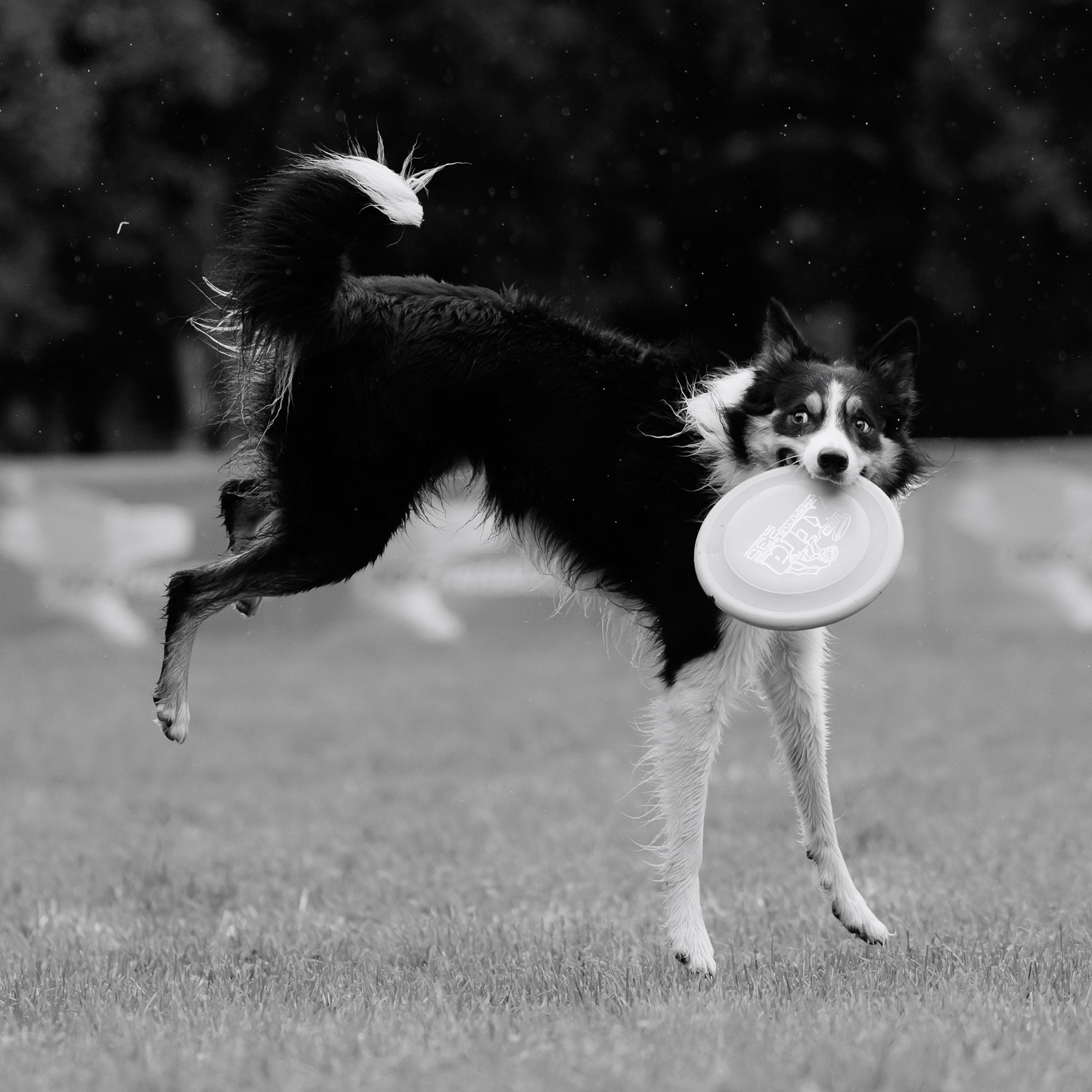 Latające psy, Wrocław'25. Kaja | fotograf psów we Wrocławiu