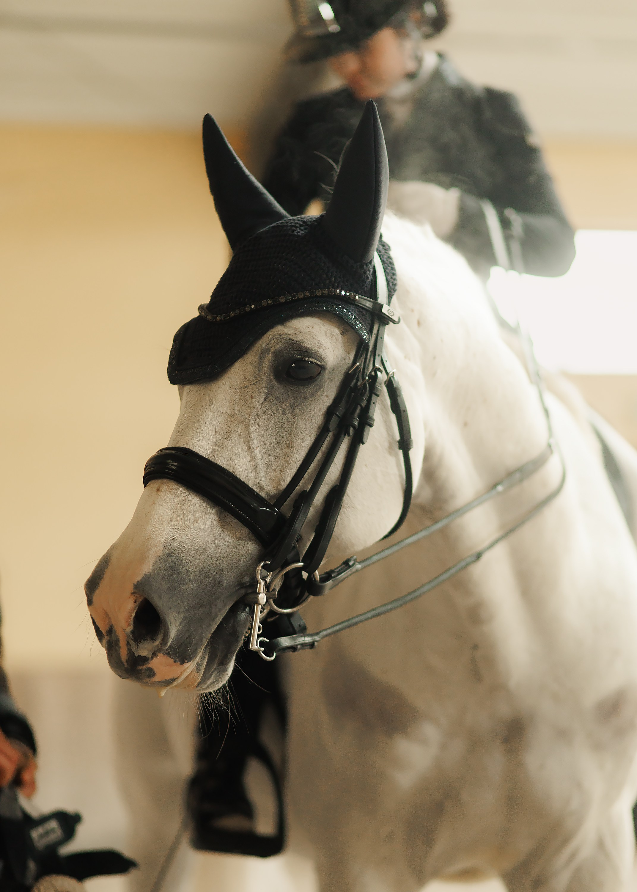 Fotografia koni Wrocław \ ujeżdżenie, Partynice. Kaja | fotograf we Wrocławiu | ludzie i psy