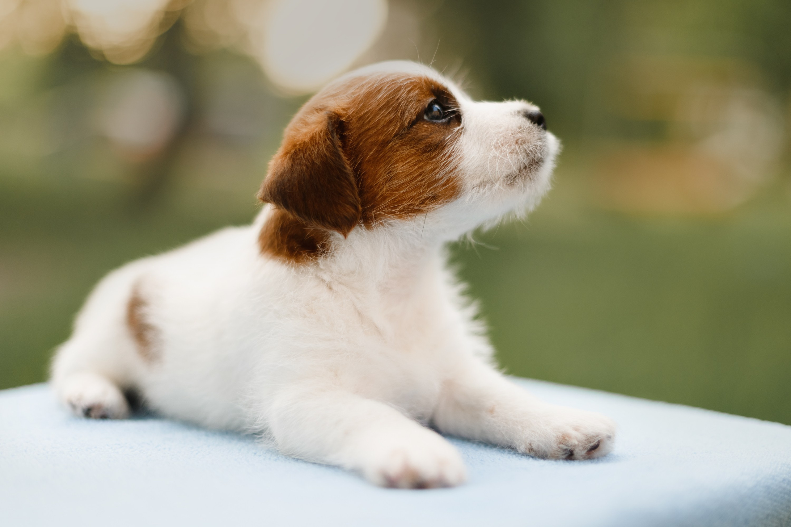 Jack russel puppies. Kaja | fotograf we Wrocławiu | ludzie i psy