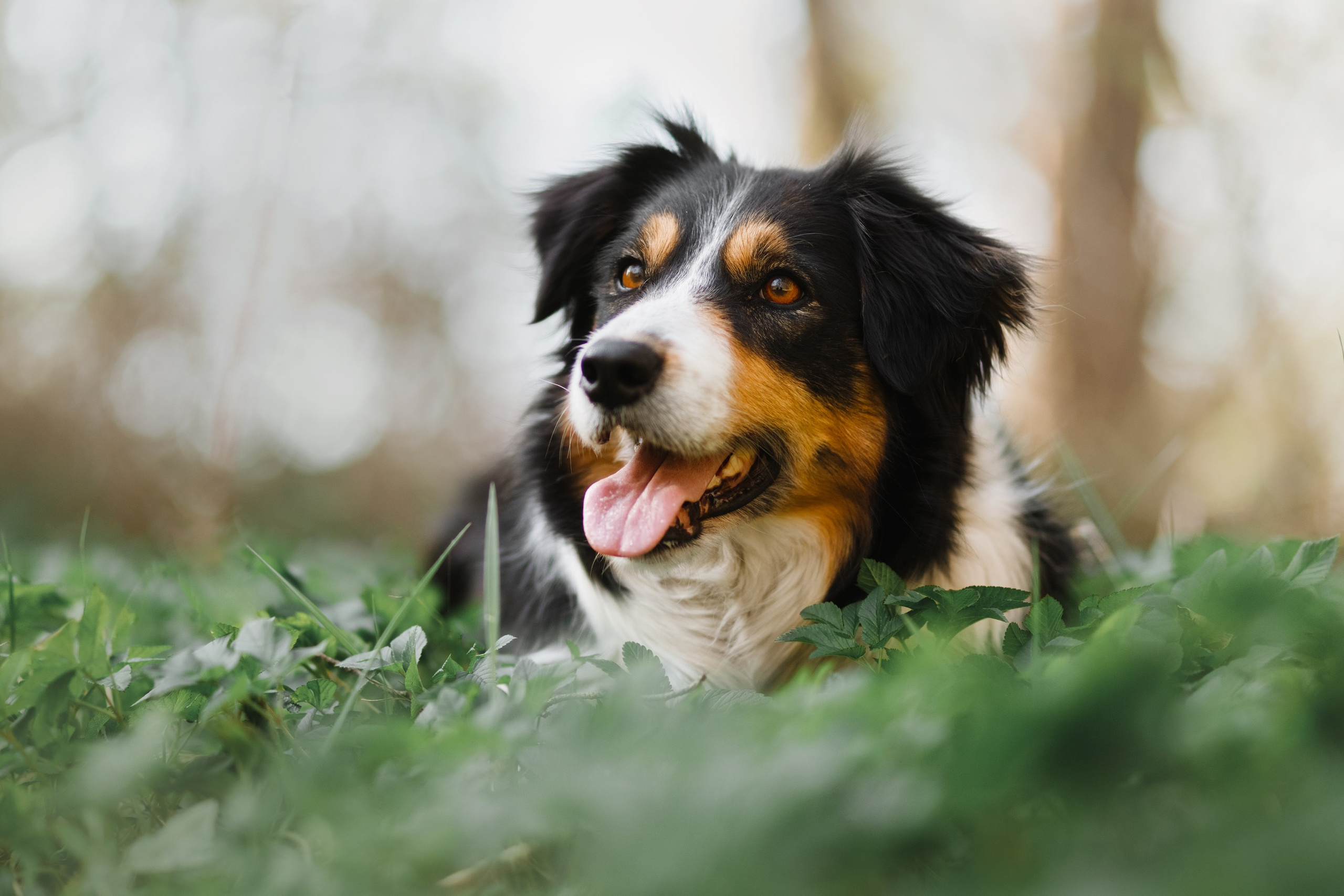 Dog trainer blog content. Kaja | fotograf we Wrocławiu | ludzie i psy