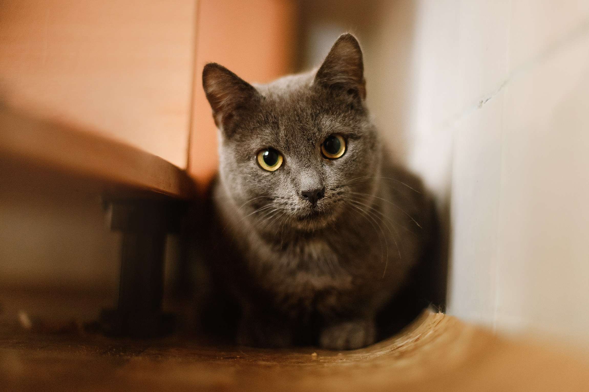 Shelter's cats for adoption. Kaja | fotograf we Wrocławiu | ludzie i psy