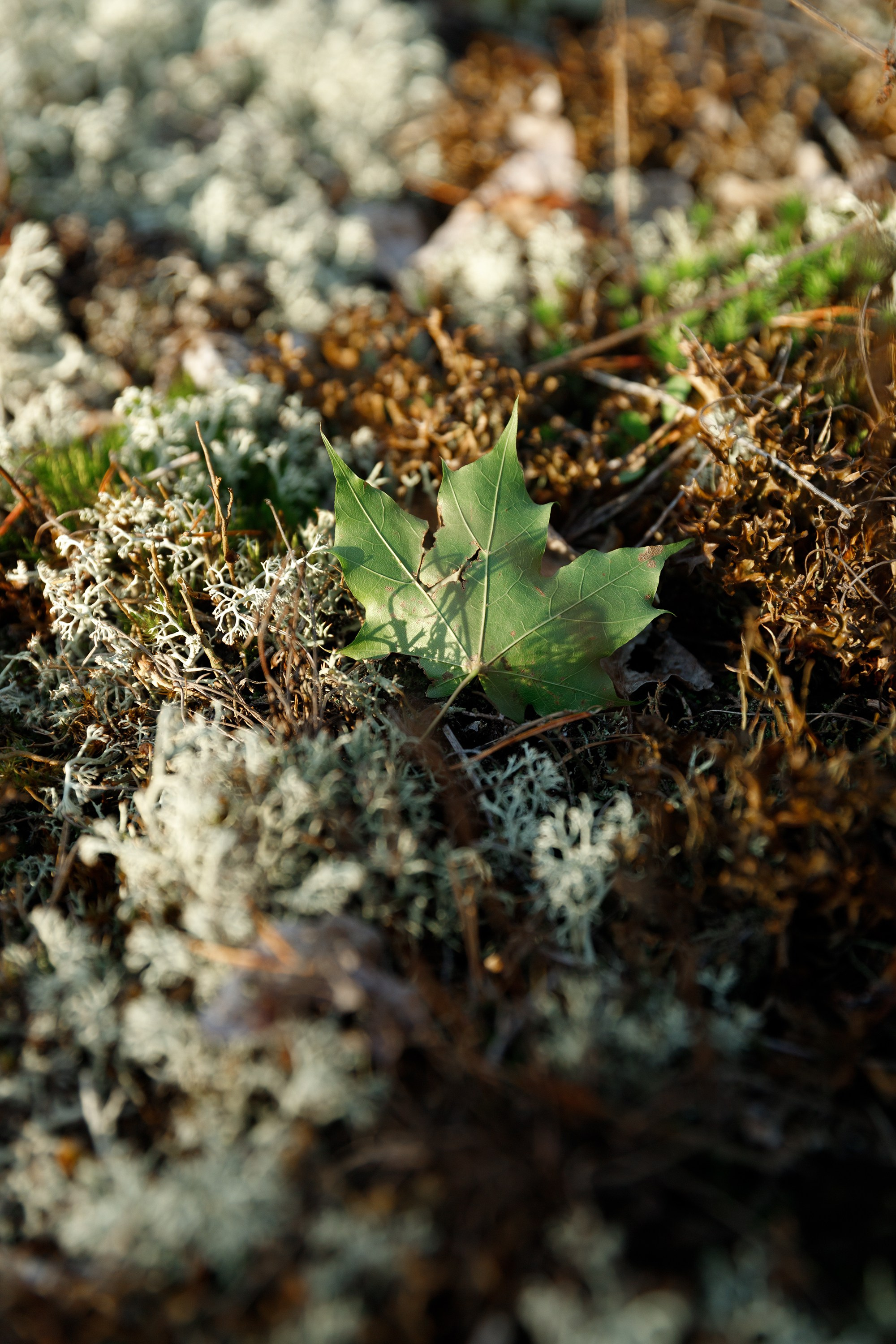 Turku. Kaja | fotograf psów we Wrocławiu