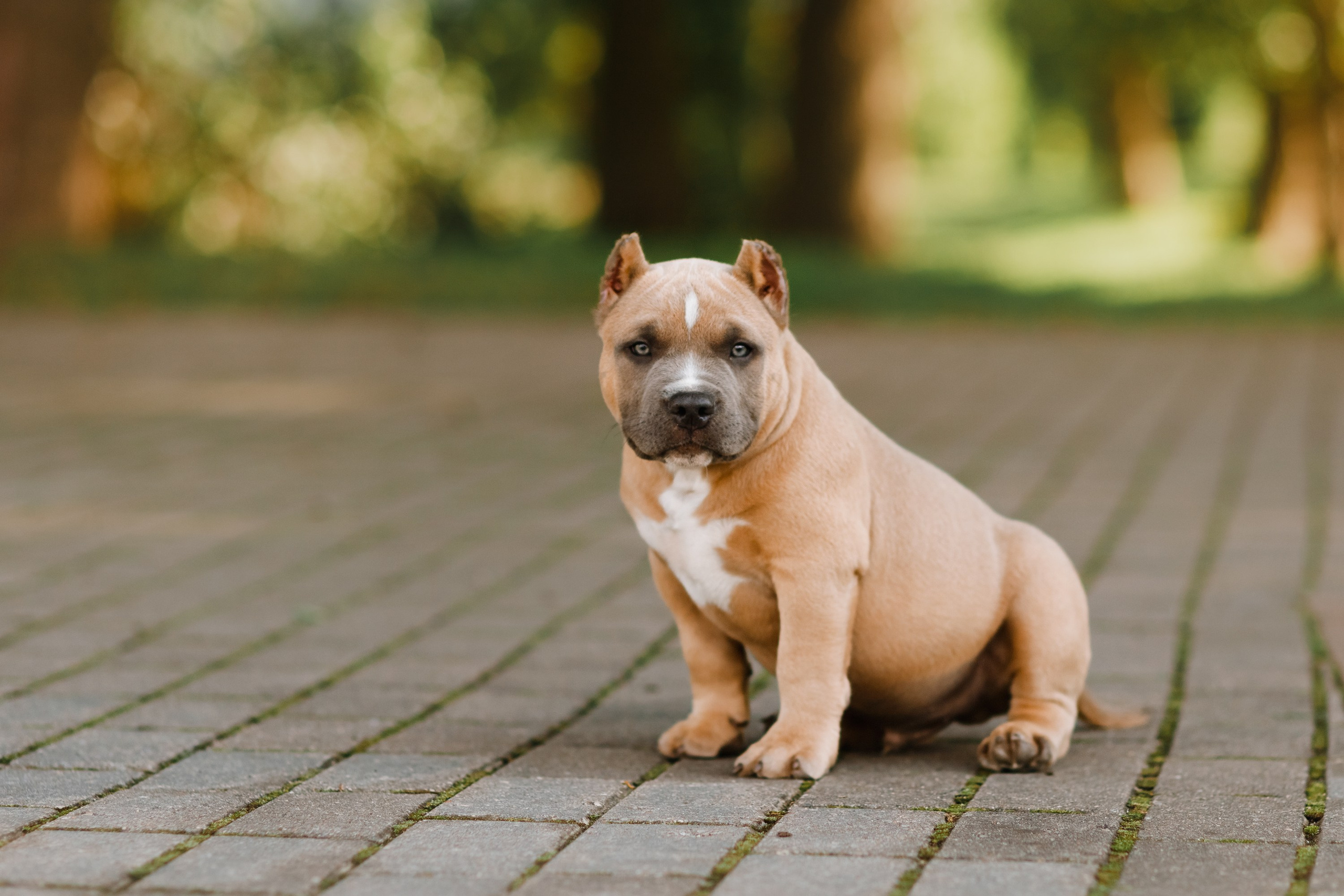 Bullie puppies. Kaja | fotograf we Wrocławiu | ludzie i psy
