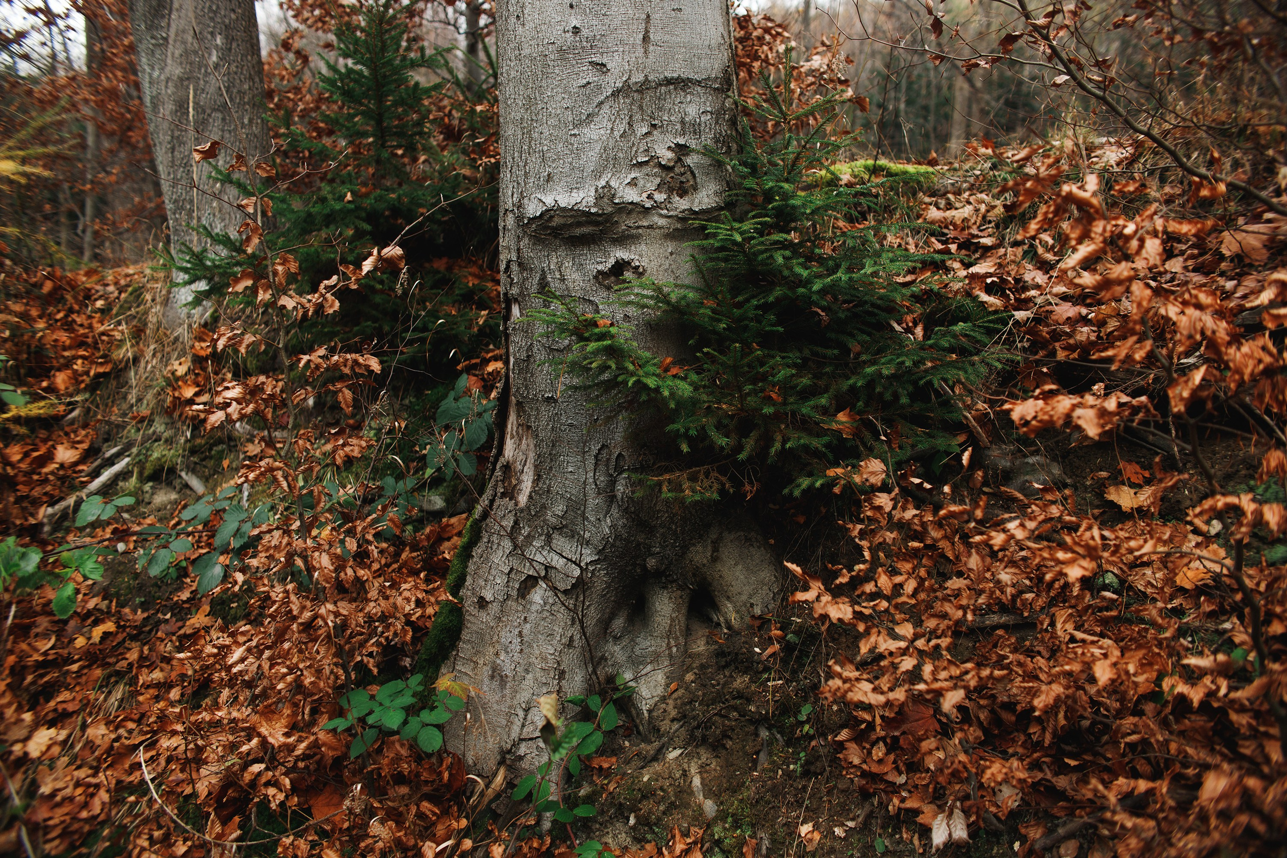 Sowie góry. Kaja | fotograf we Wrocławiu | ludzie i psy