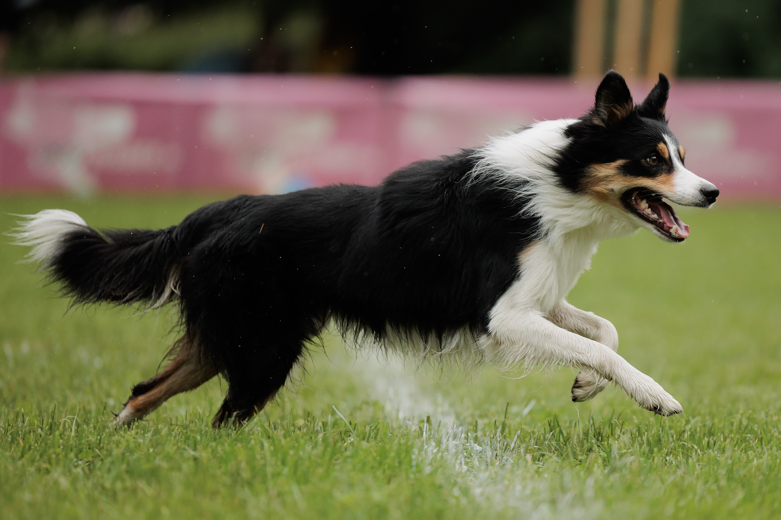 Latające psy, Wrocław'25. Kaja | fotograf psów we Wrocławiu