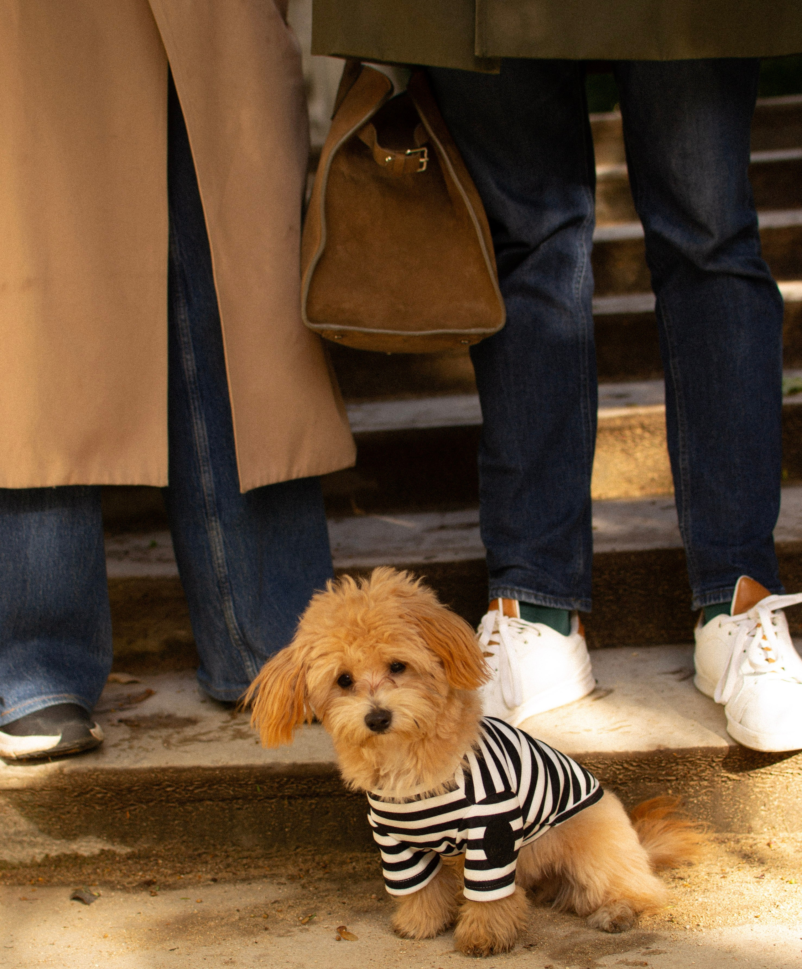 Barney, Nastya et Kolya. Photographe animalier à Paris Anna Pereira
