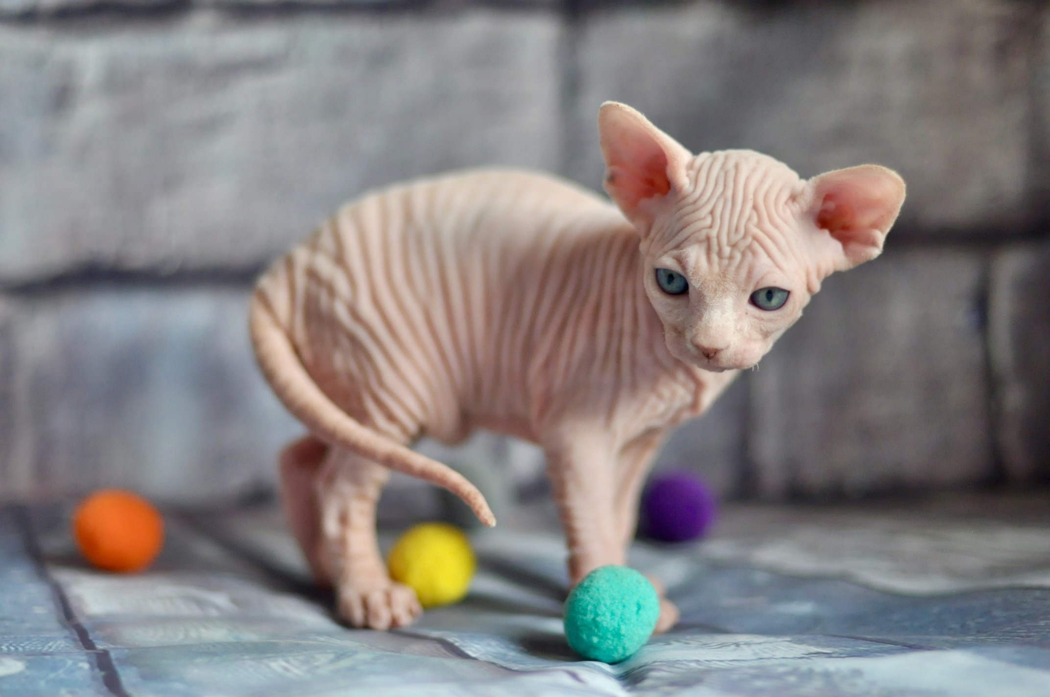 A cattery of Canadian Sphynx breed, located in Limassol, Cyprus