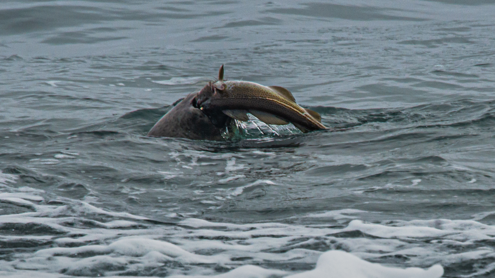 Diamond beach,  Iceland Kathrin Kovshova photobykovshova Dubai photography