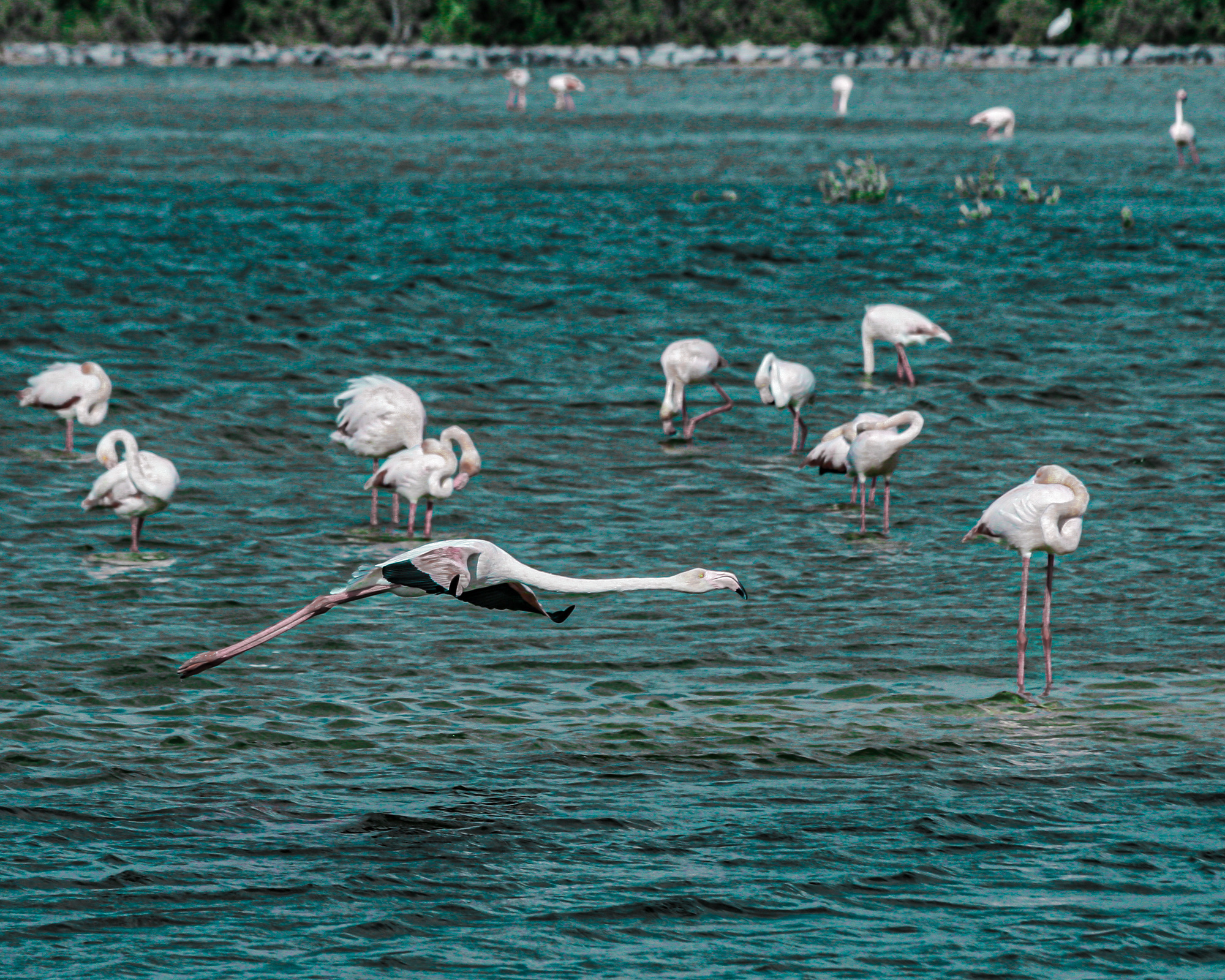 Ras Al Khor Kathrin Kovshova photobykovshova Dubai photography