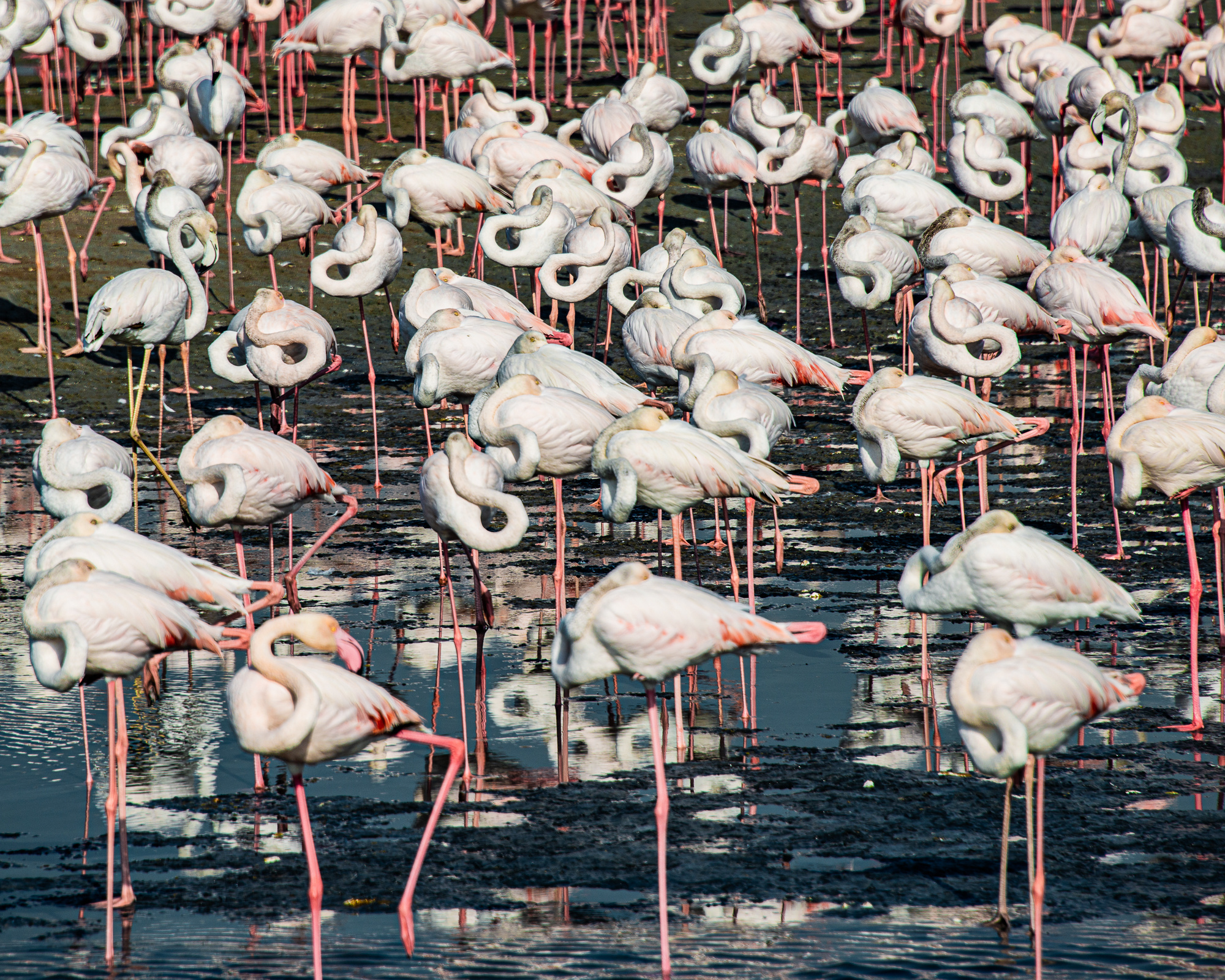 Ras Al Khor Kathrin Kovshova photobykovshova Dubai photography